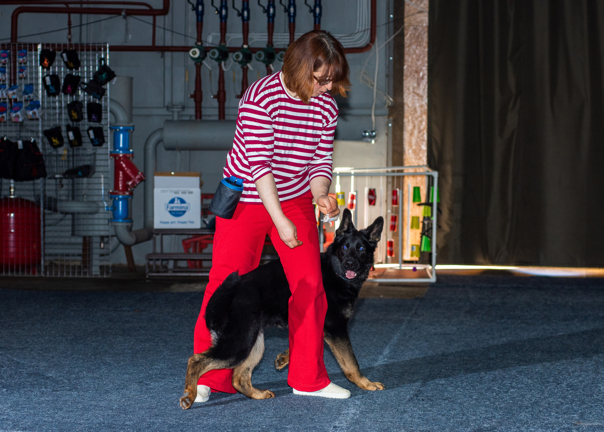 Танцы с собаками!. Дог-фотограф в Тюмени Александра Королева
