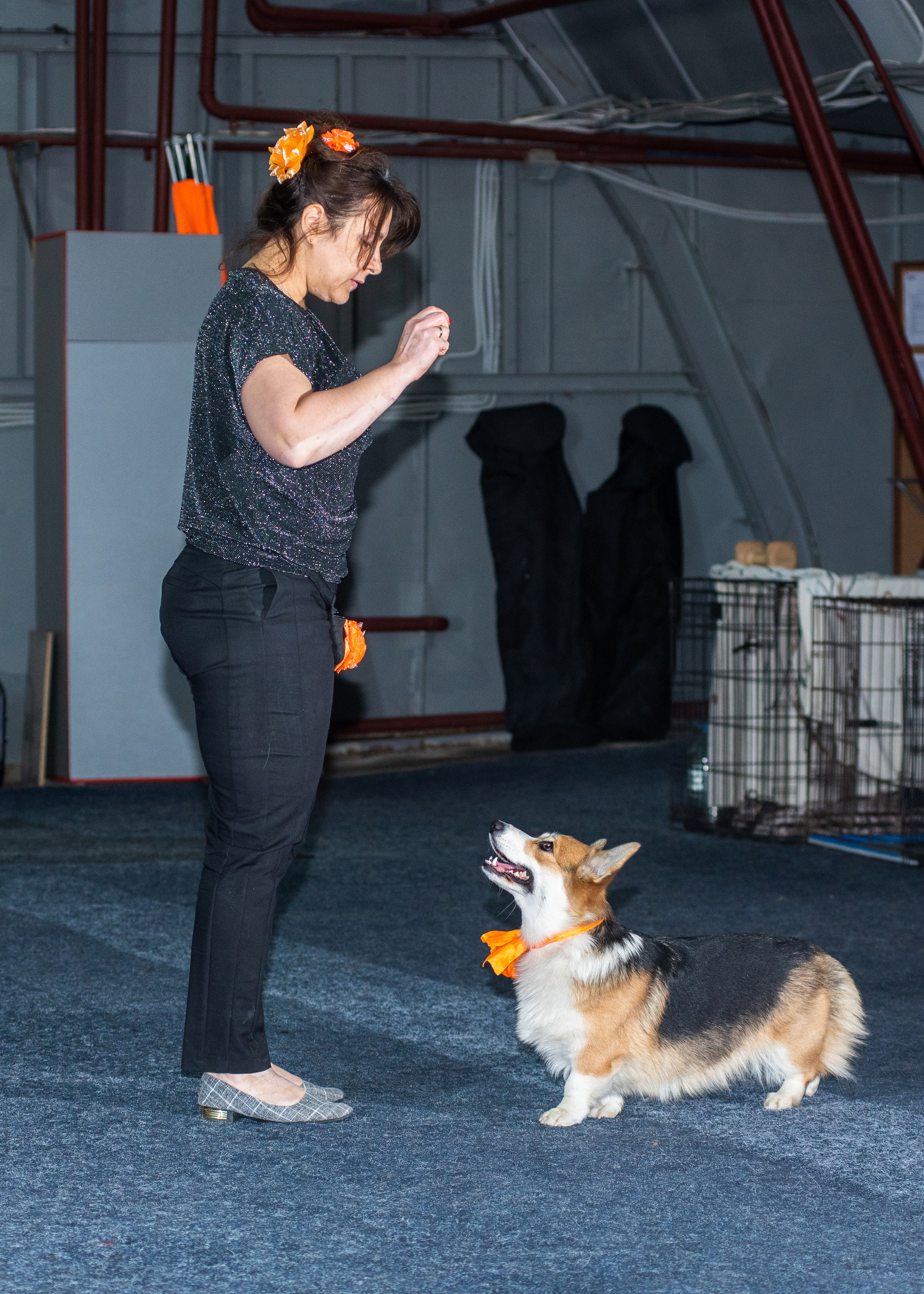 Танцы с собаками!. Дог-фотограф в Тюмени Александра Королева