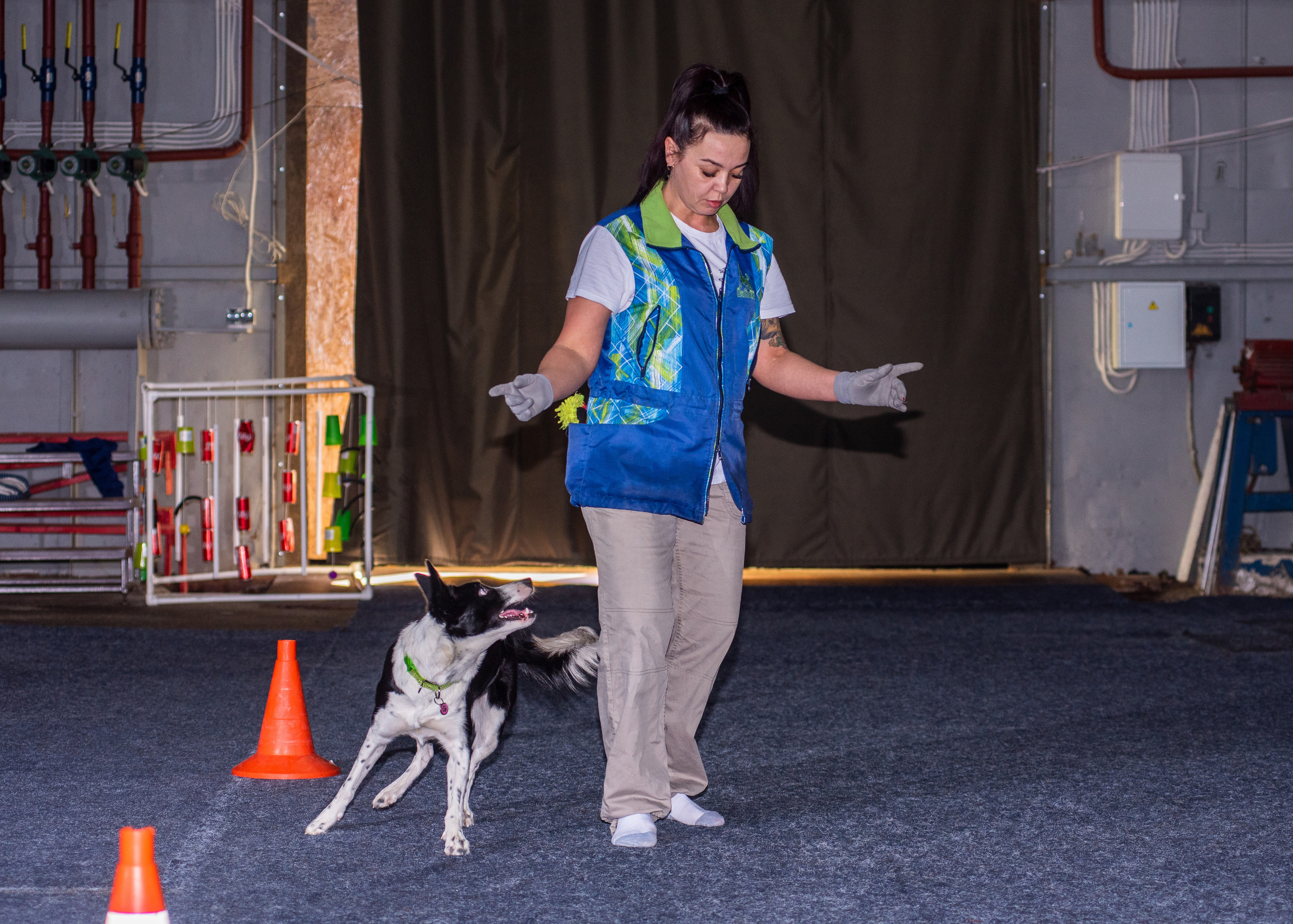 Танцы с собаками!. Дог-фотограф в Тюмени Александра Королева