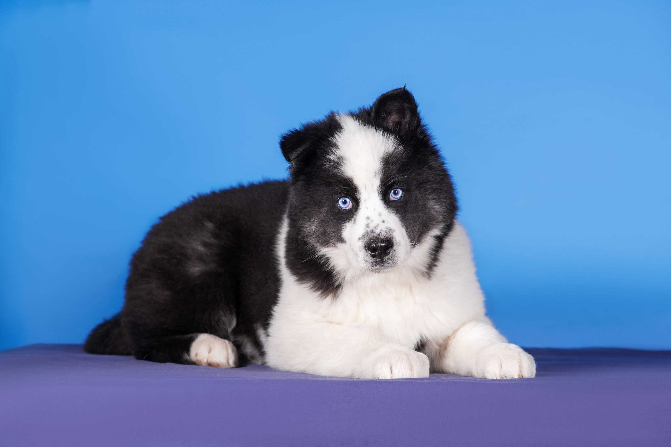 Якутята. Дог-фотограф в Тюмени Александра Королева