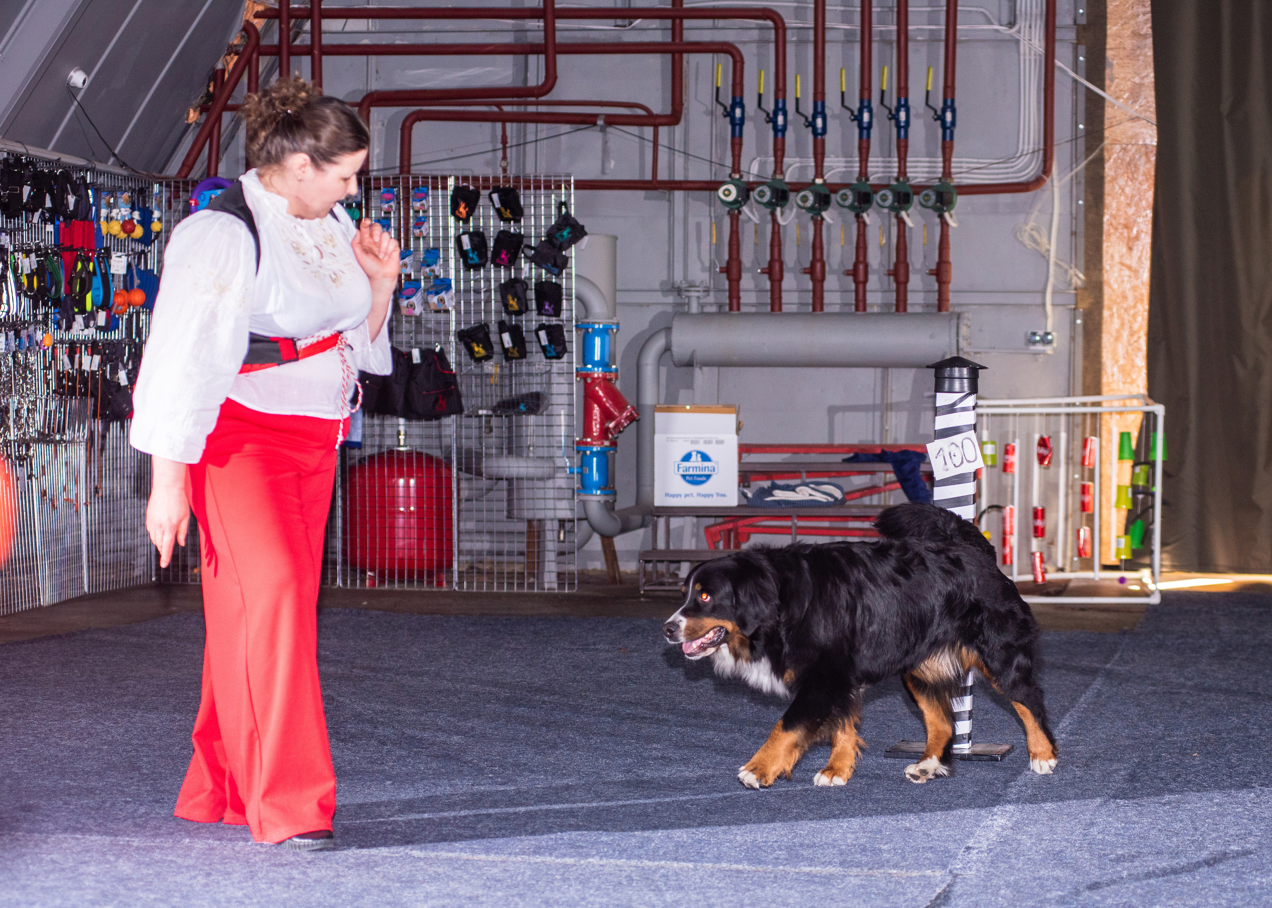 Танцы с собаками!. Дог-фотограф в Тюмени Александра Королева