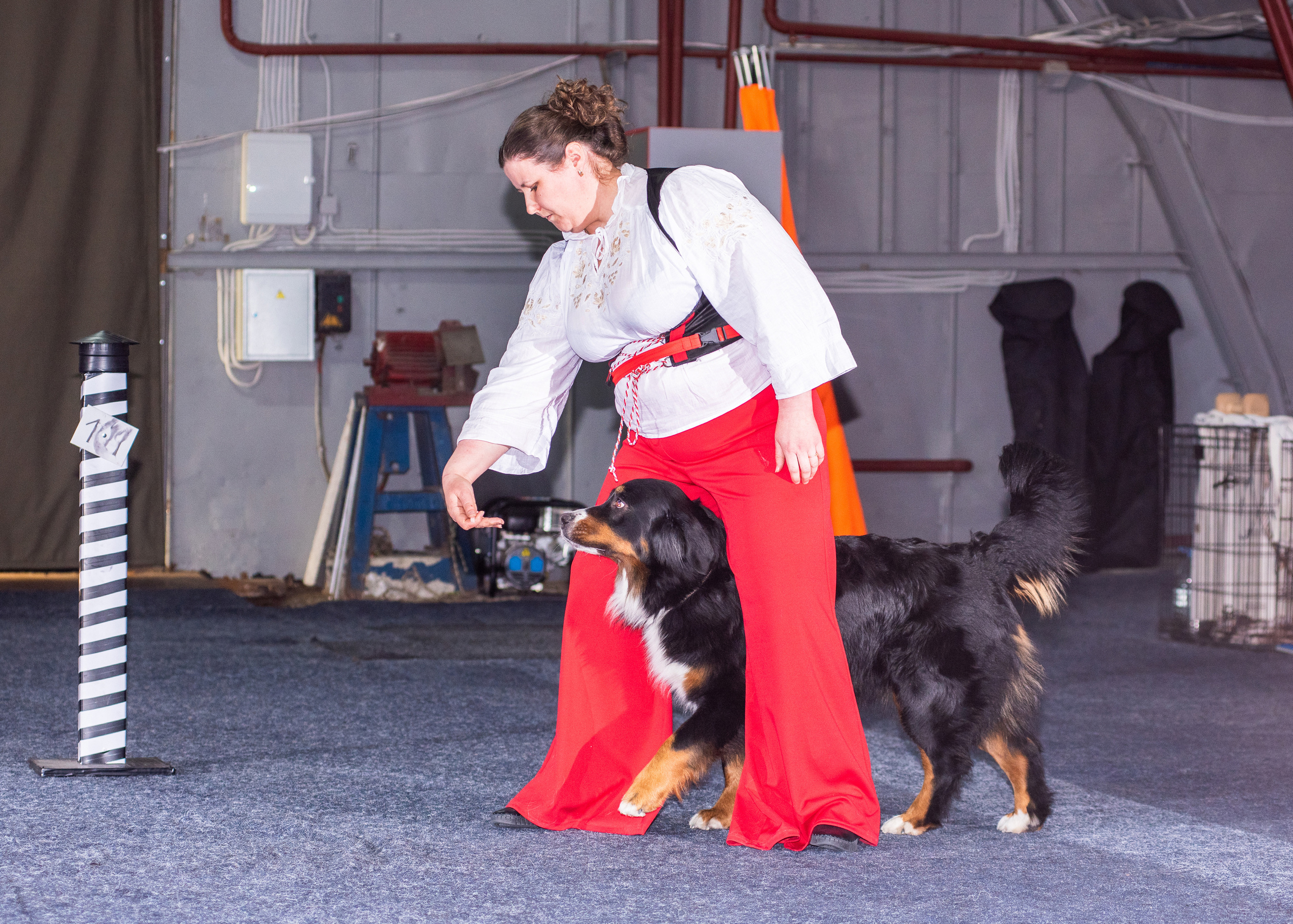 Танцы с собаками!. Дог-фотограф в Тюмени Александра Королева
