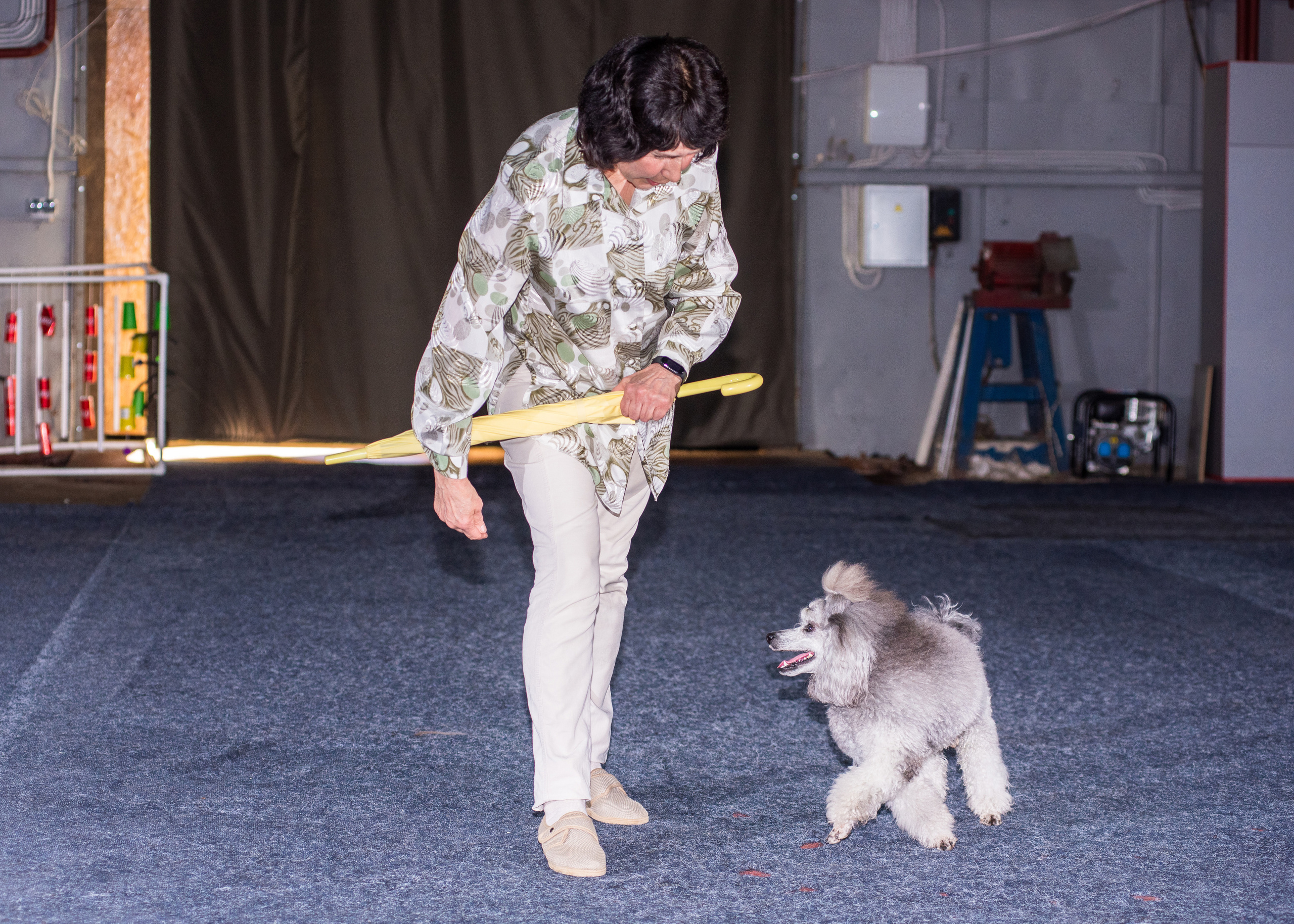 Танцы с собаками!. Дог-фотограф в Тюмени Александра Королева