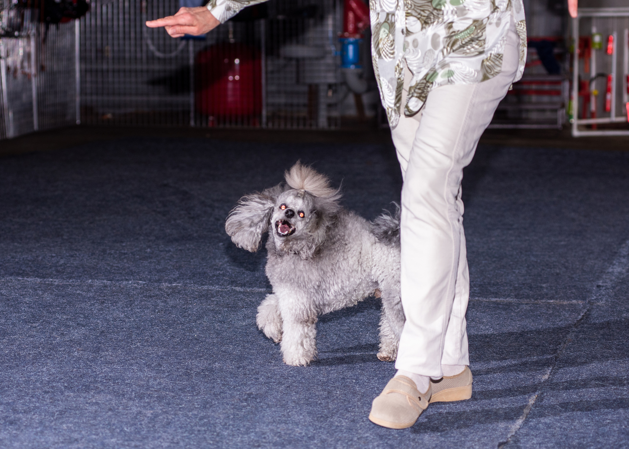 Танцы с собаками!. Дог-фотограф в Тюмени Александра Королева