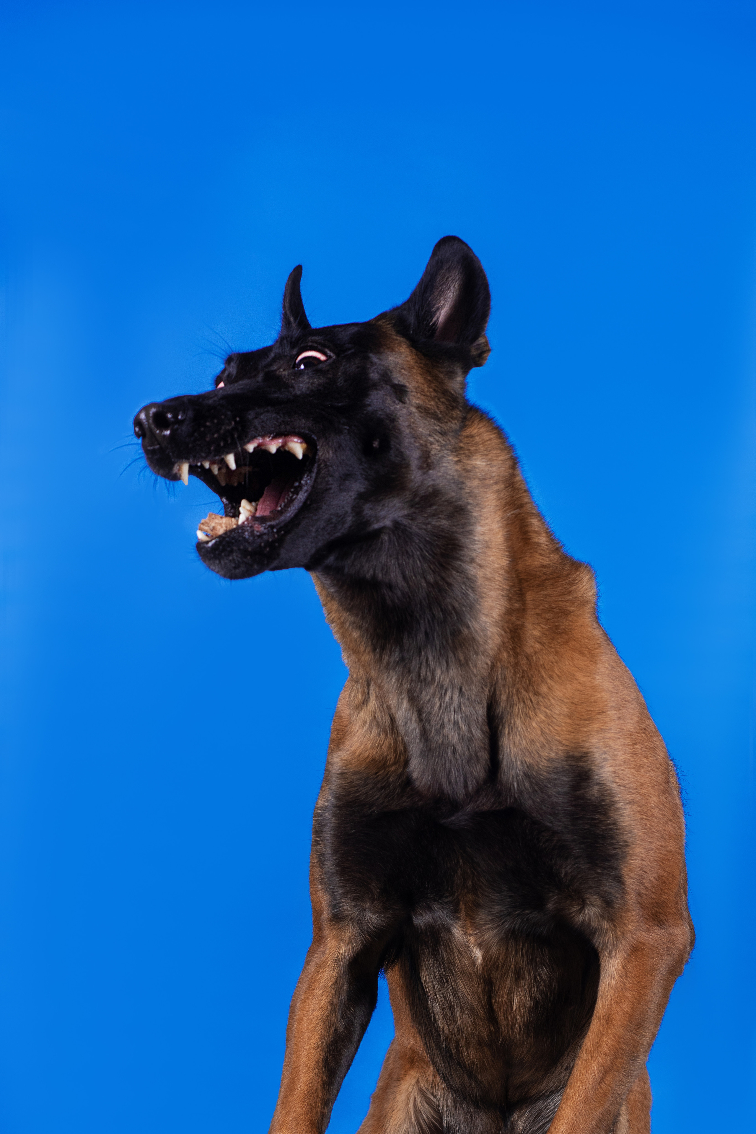 Модная малинуа. Дог-фотограф в Тюмени Александра Королева