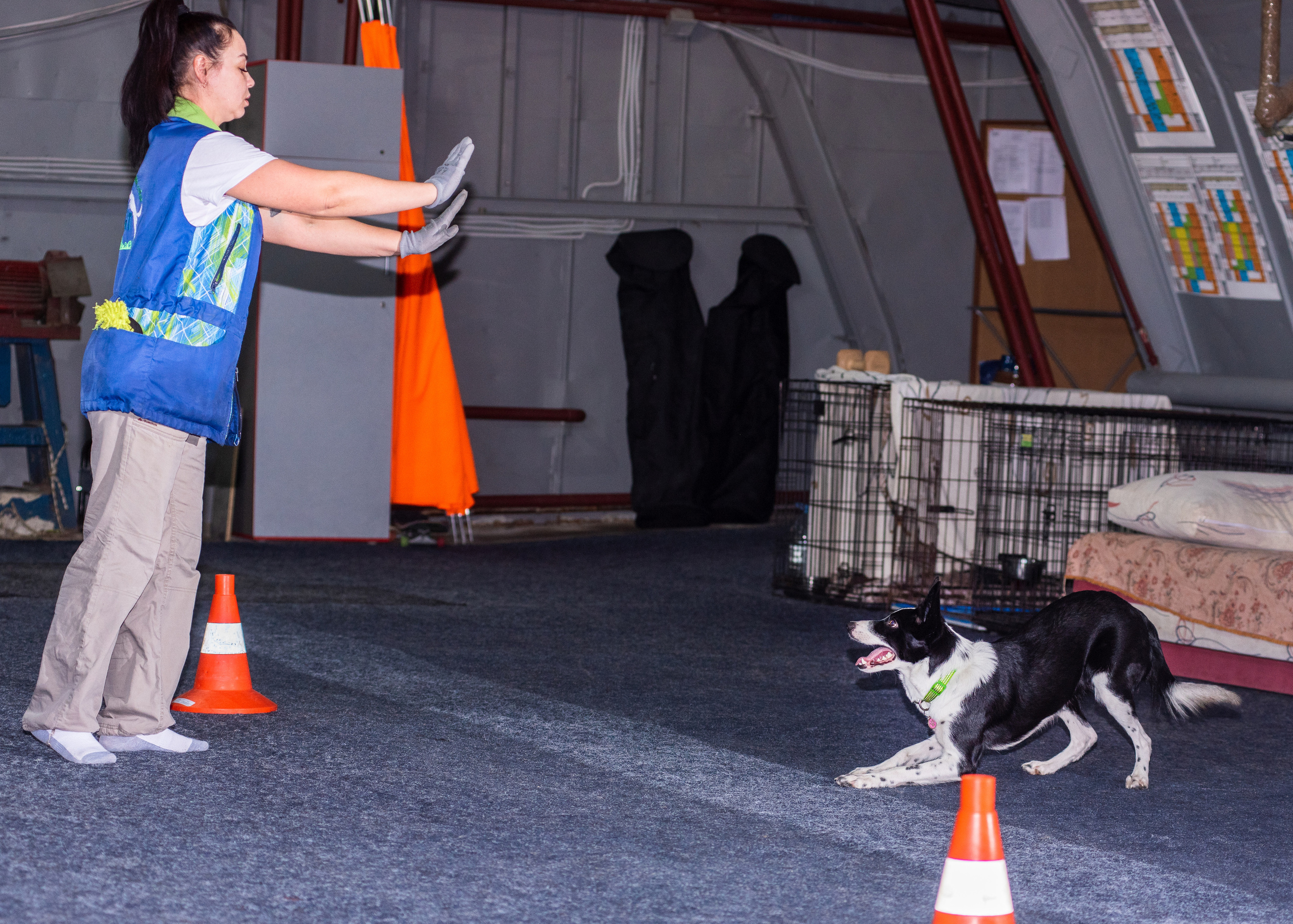 Танцы с собаками!. Дог-фотограф в Тюмени Александра Королева
