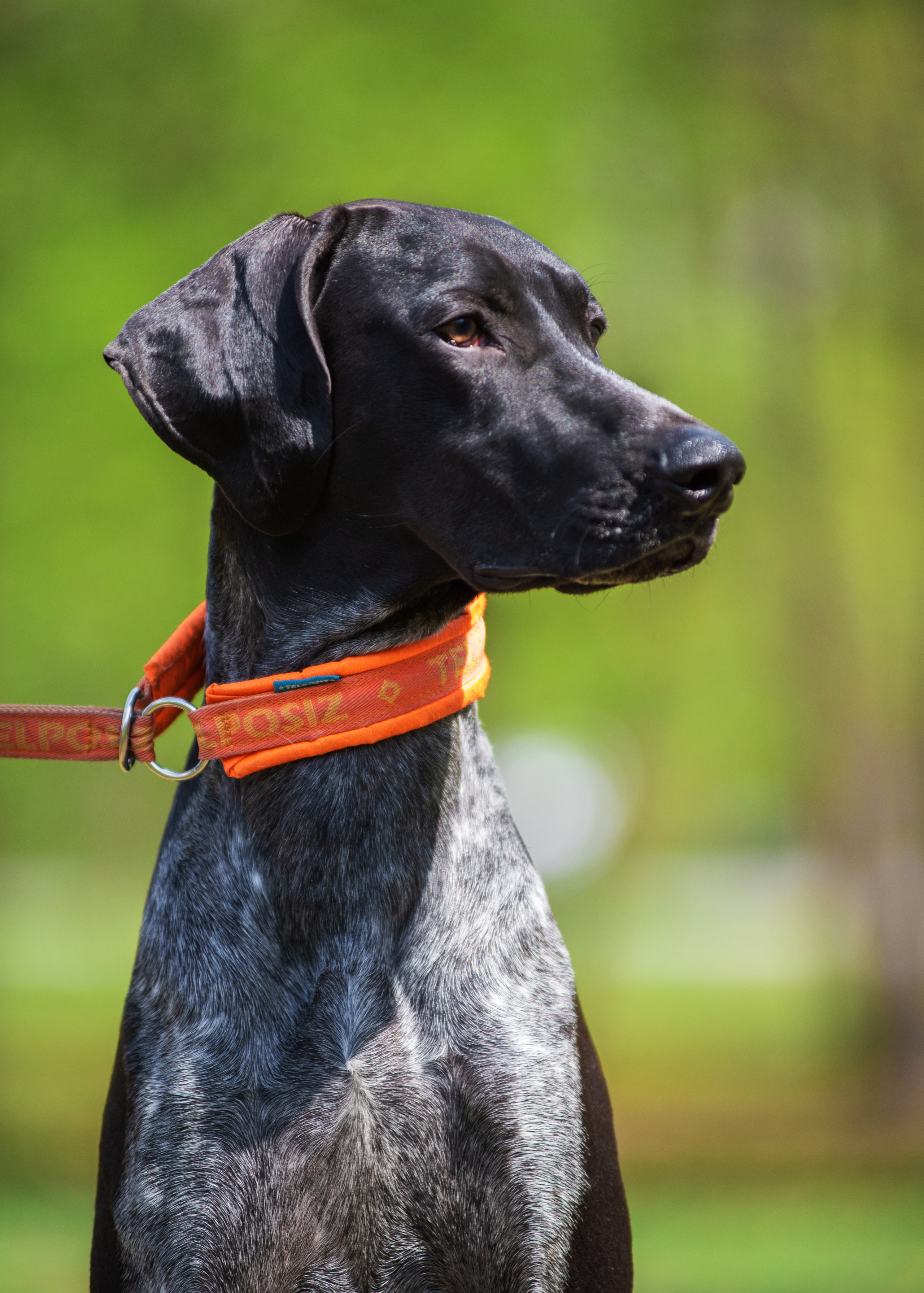 Летние пятнистые весельчаки). Дог-фотограф в Тюмени Александра Королева
