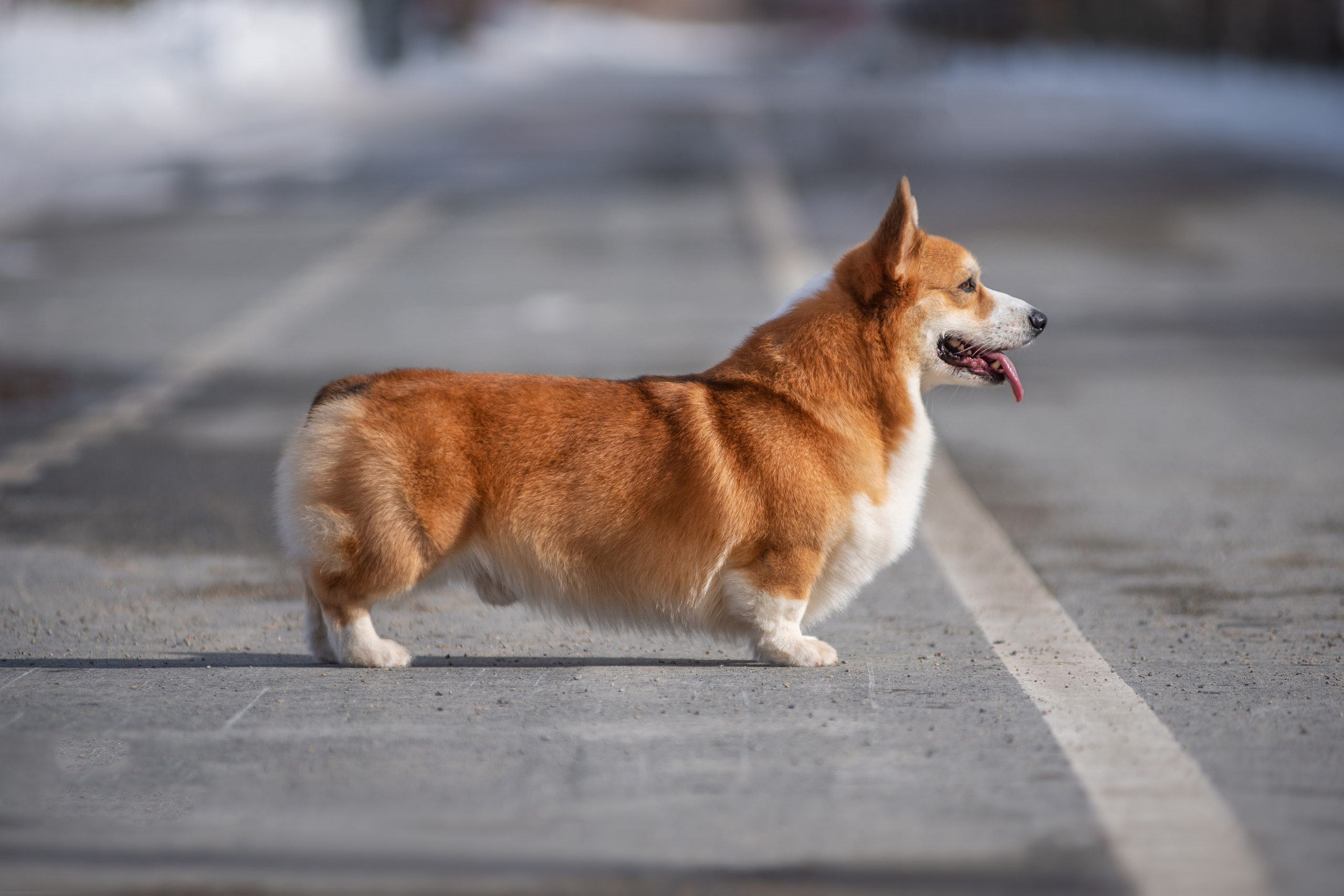 Коржик. Дог-фотограф в Тюмени Александра Королева