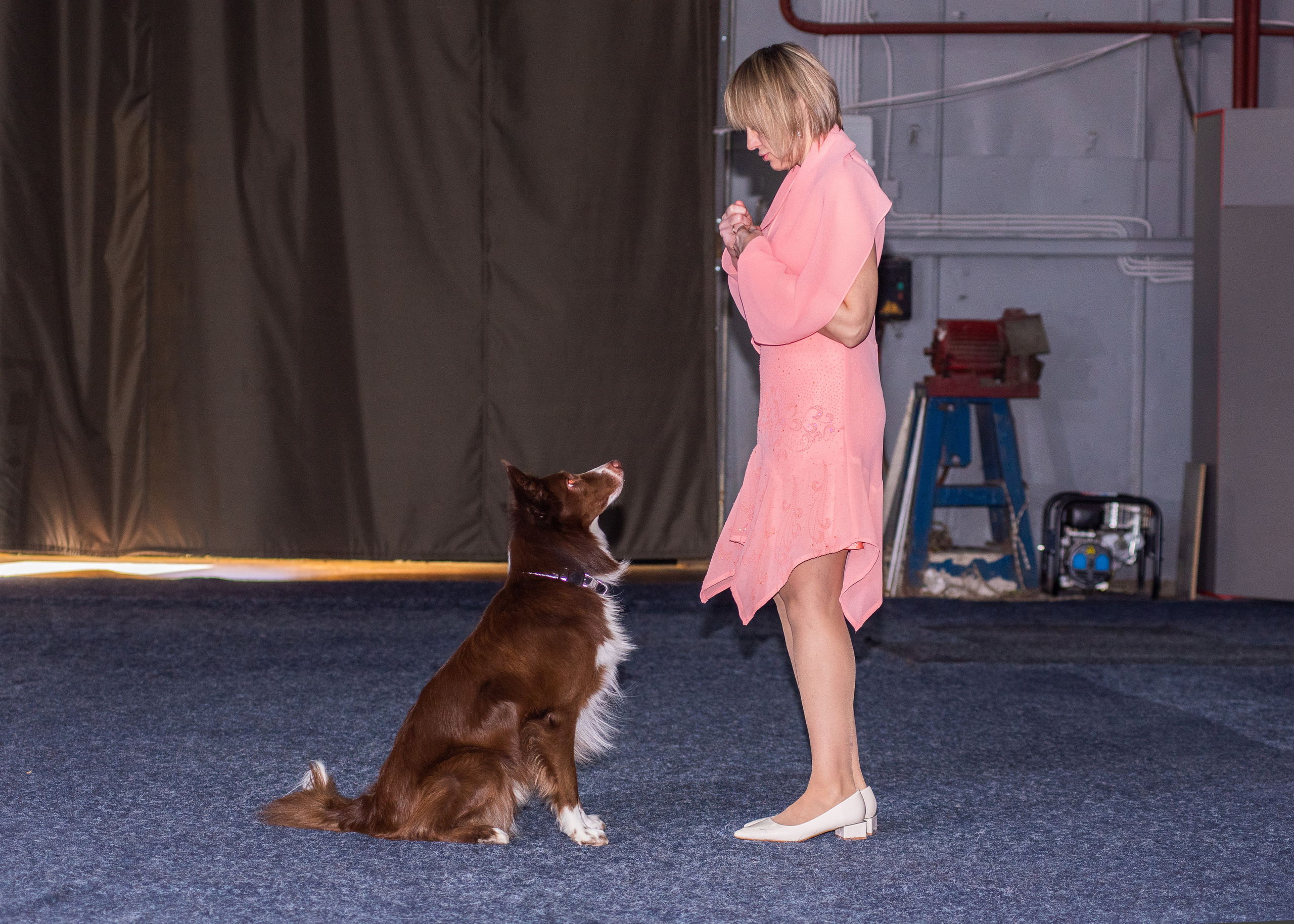 Танцы с собаками!. Дог-фотограф в Тюмени Александра Королева