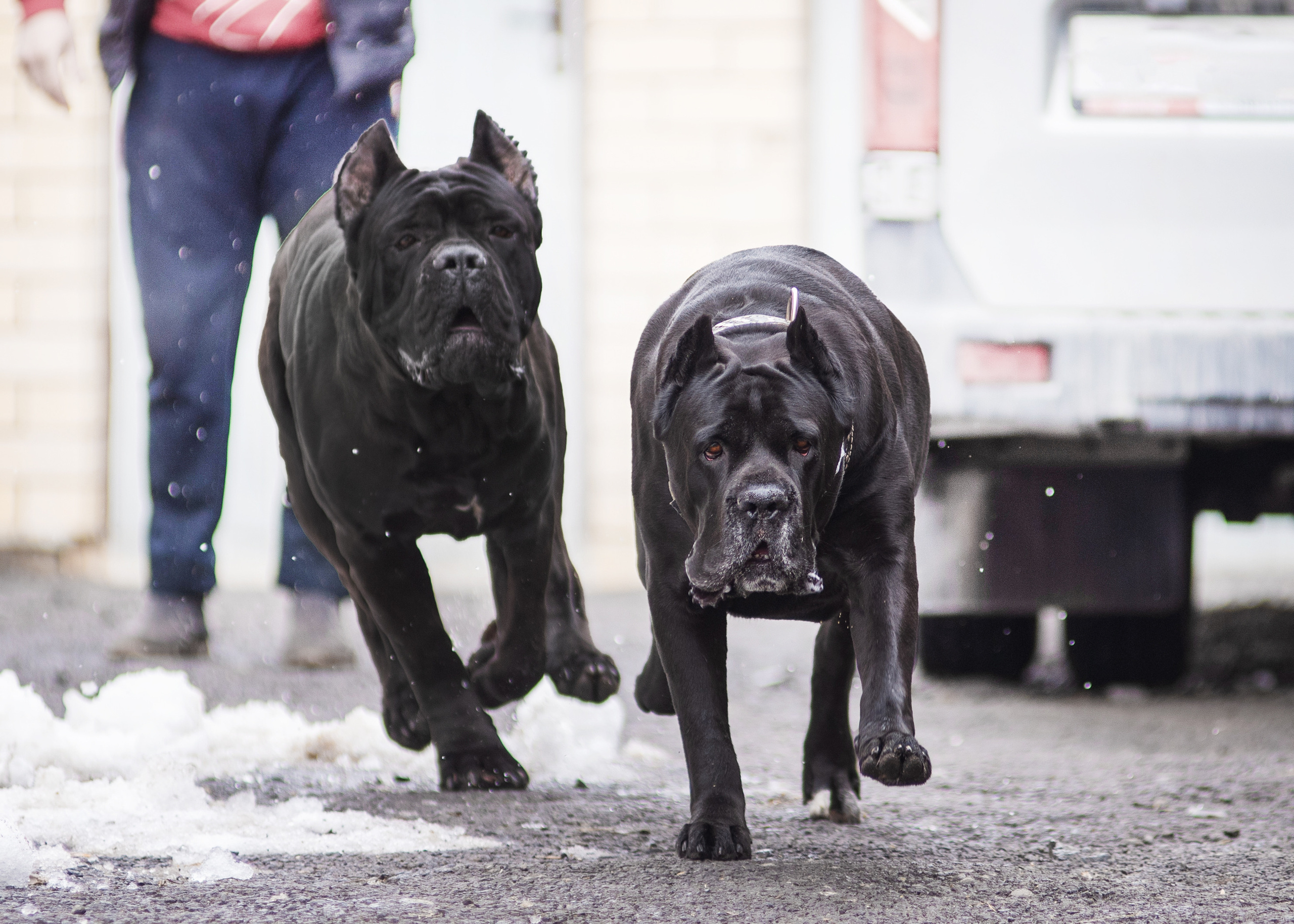 Кане корсо. Дог-фотограф в Тюмени Александра Королева