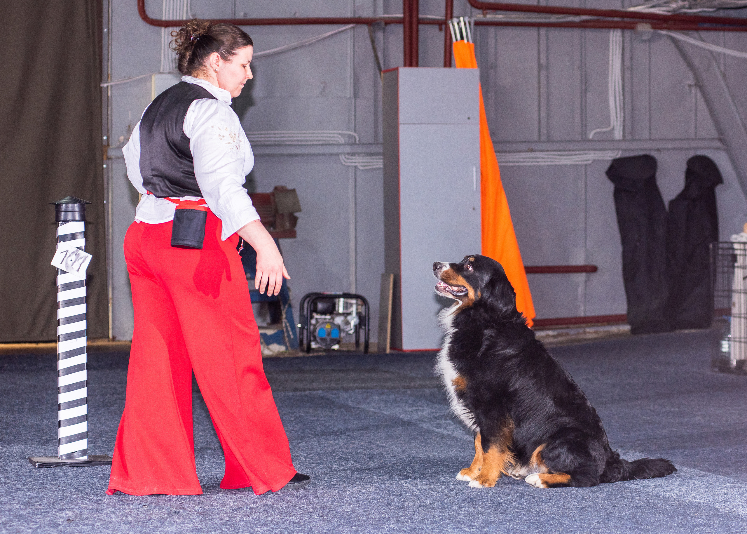 Танцы с собаками!. Дог-фотограф в Тюмени Александра Королева