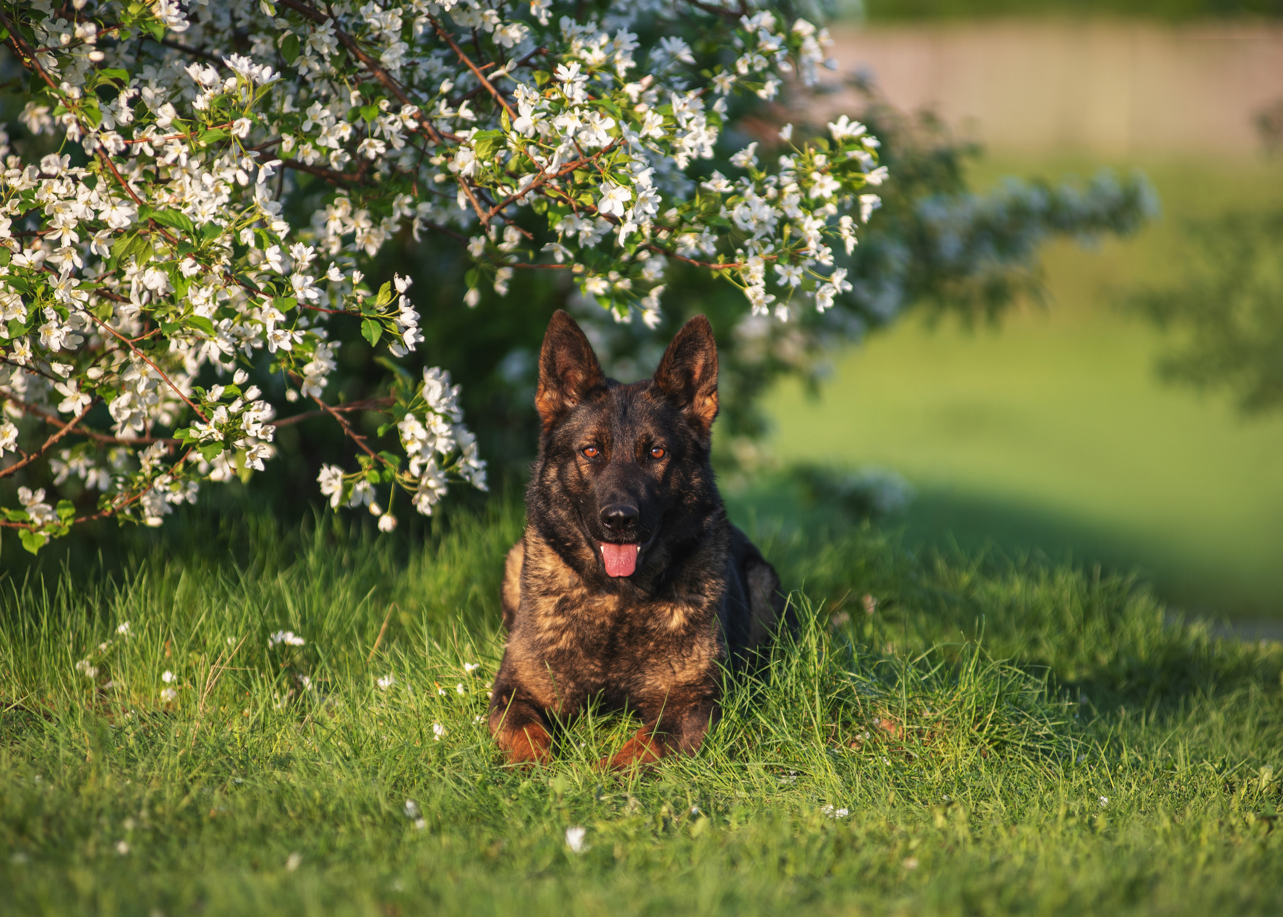 Весенняя овчарка. Дог-фотограф в Тюмени Александра Королева