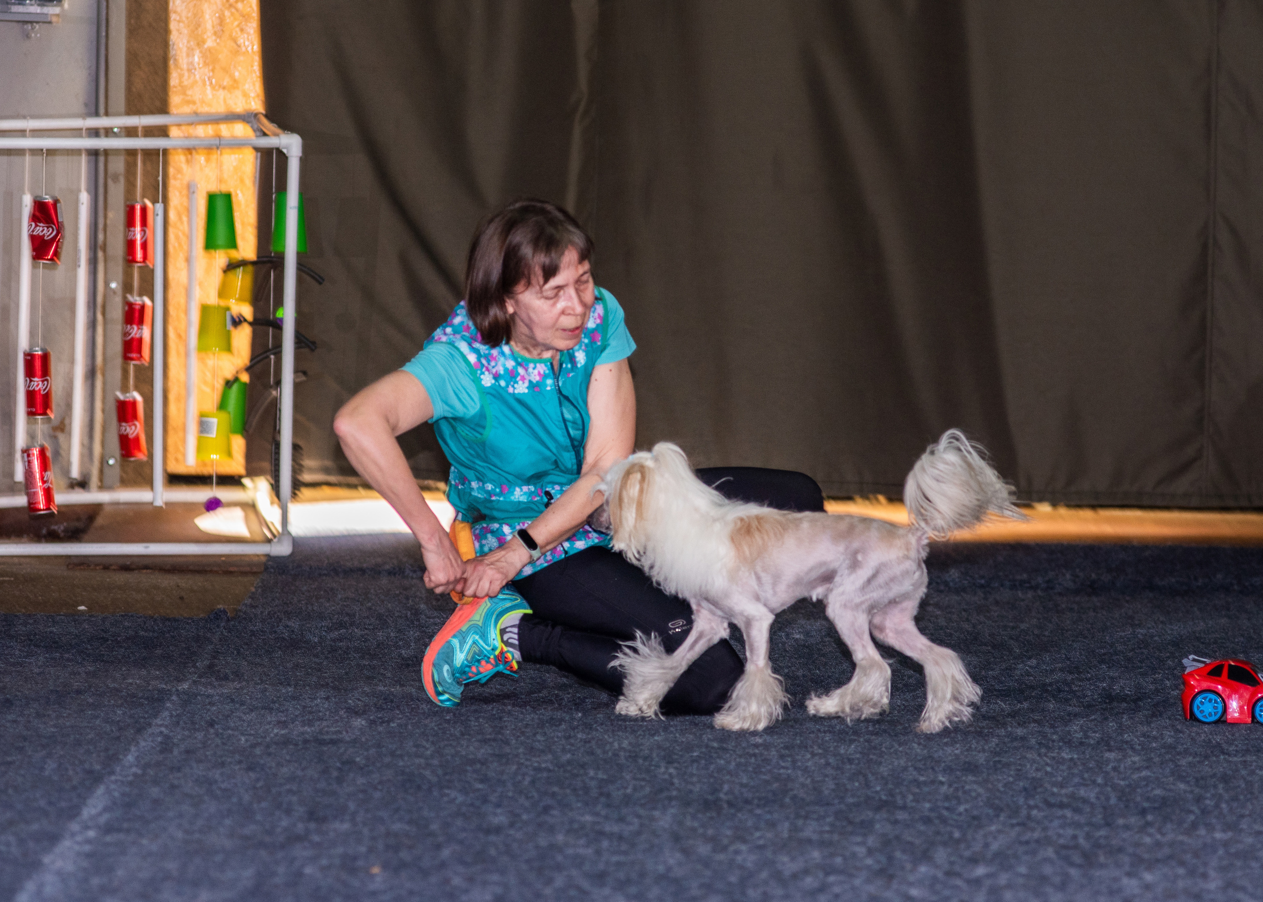 Танцы с собаками!. Дог-фотограф в Тюмени Александра Королева