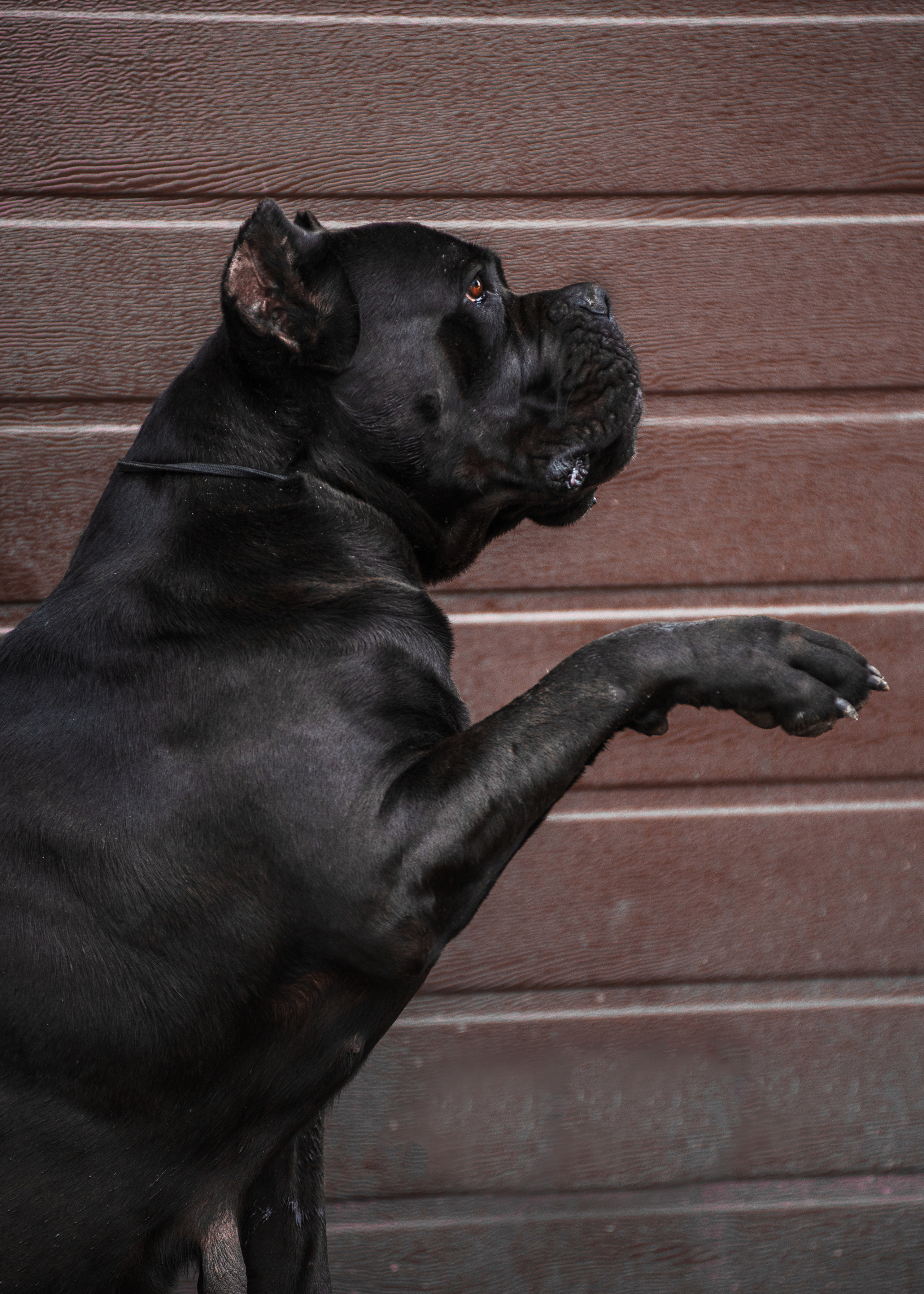 Кане корсо. Дог-фотограф в Тюмени Александра Королева
