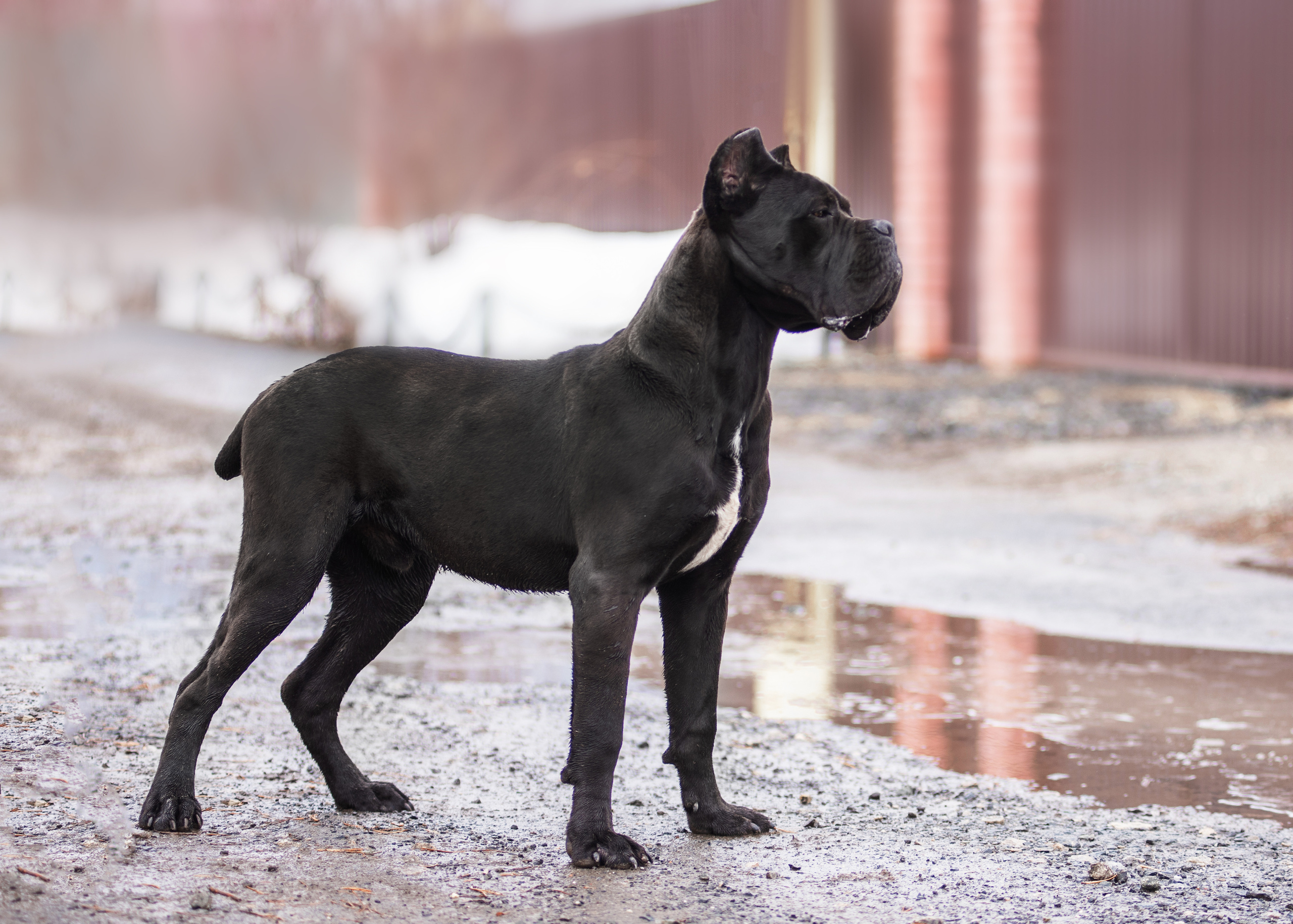Кане корсо. Дог-фотограф в Тюмени Александра Королева