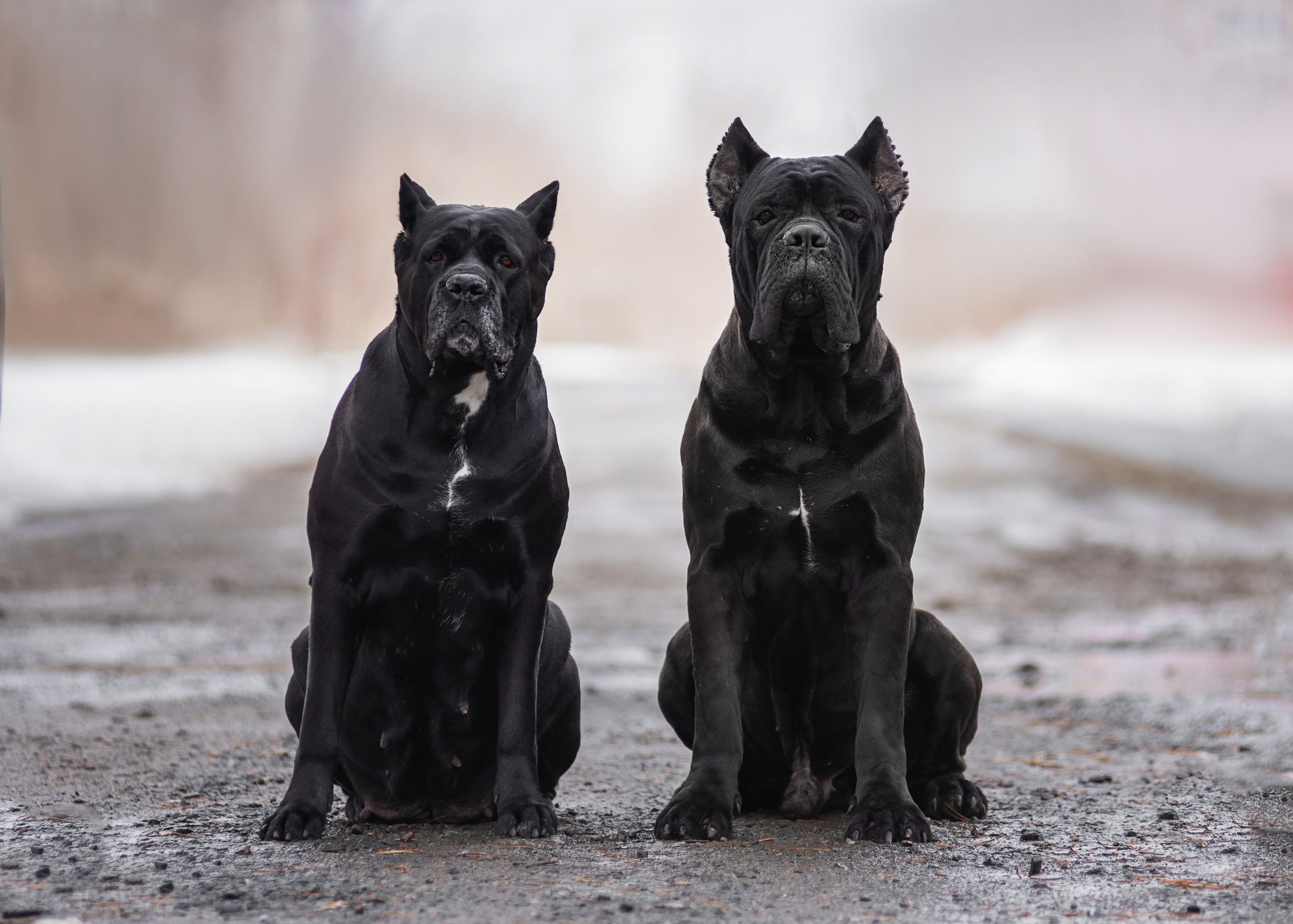 Кане корсо. Дог-фотограф в Тюмени Александра Королева