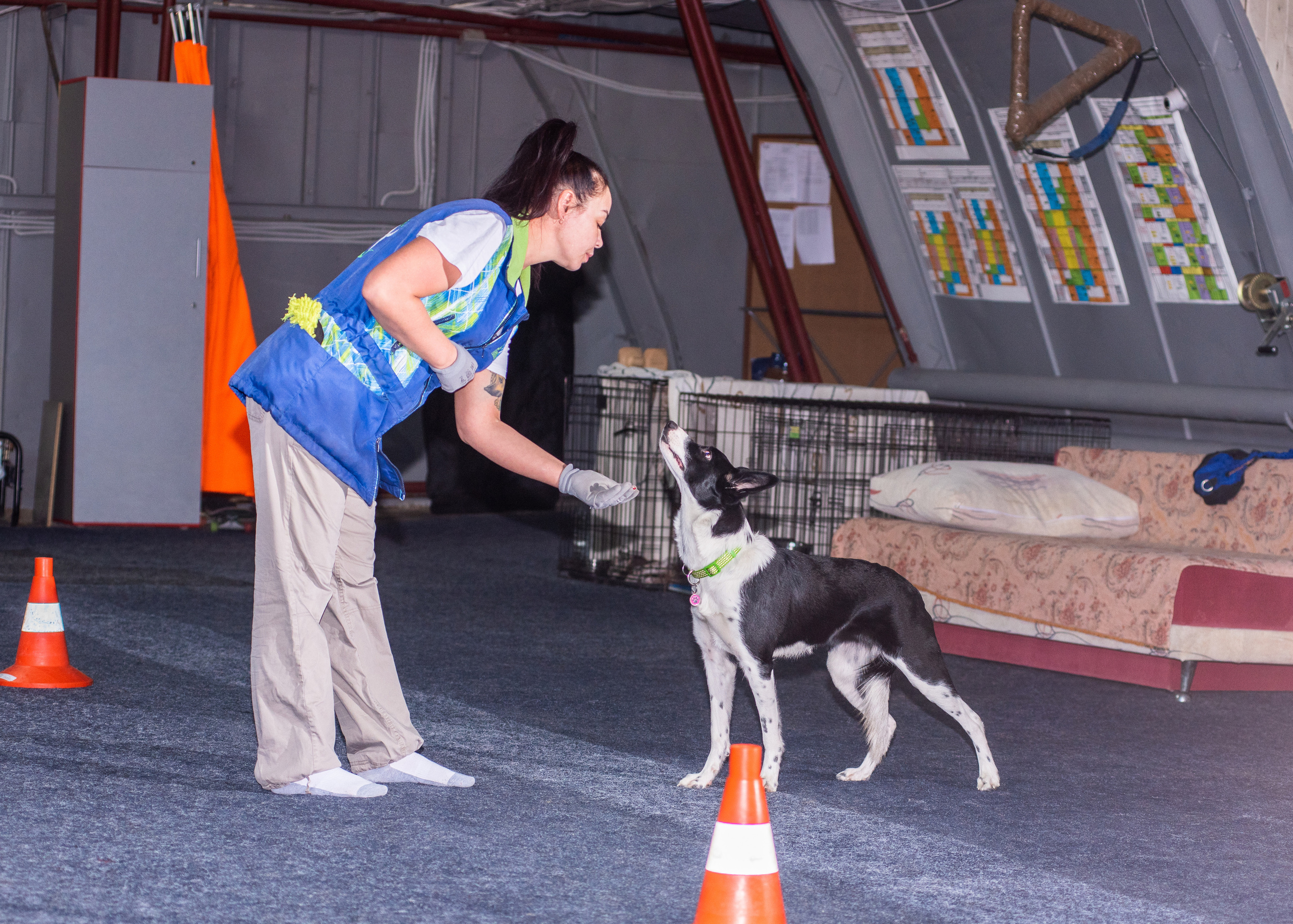 Танцы с собаками!. Дог-фотограф в Тюмени Александра Королева