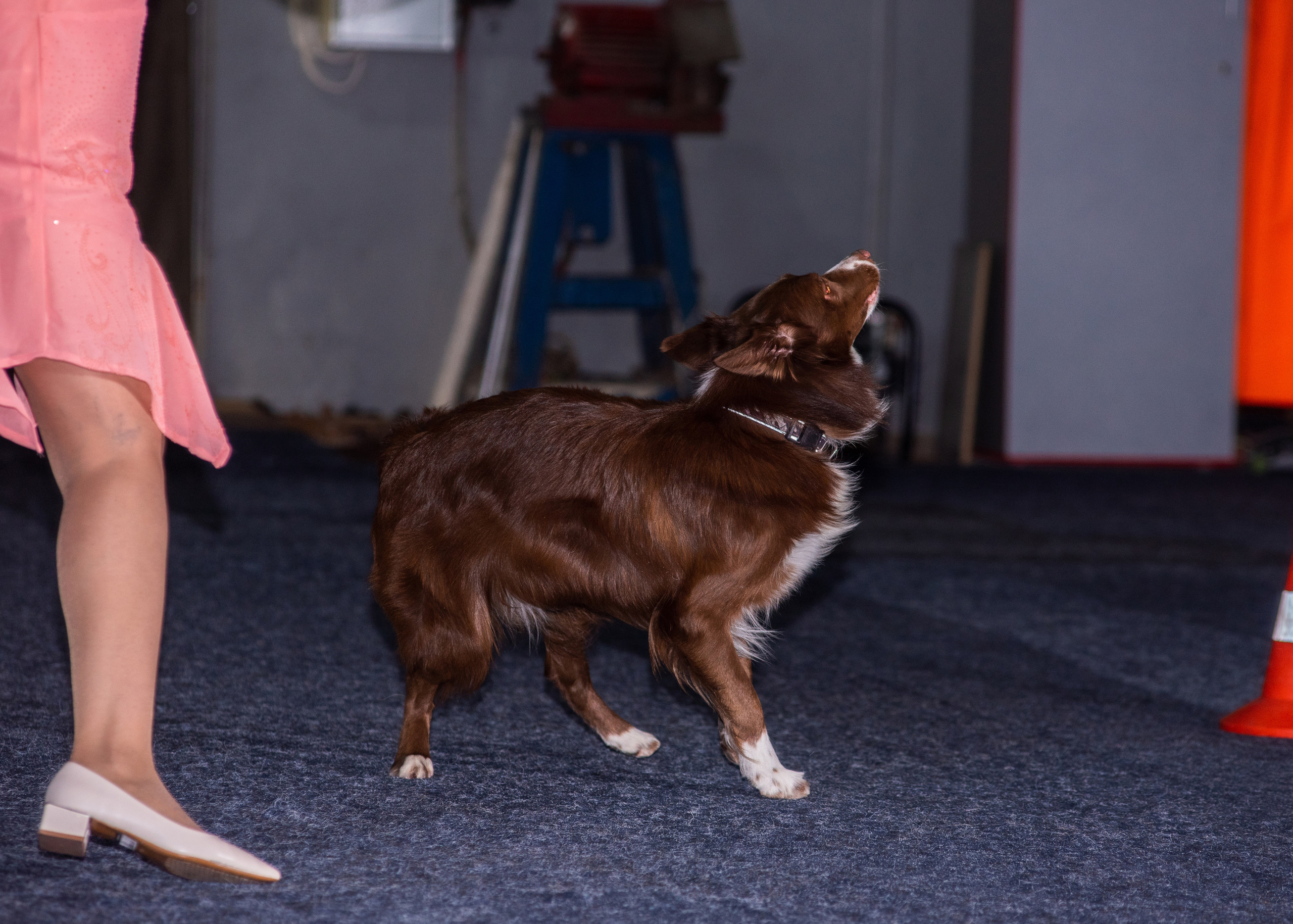 Танцы с собаками!. Дог-фотограф в Тюмени Александра Королева