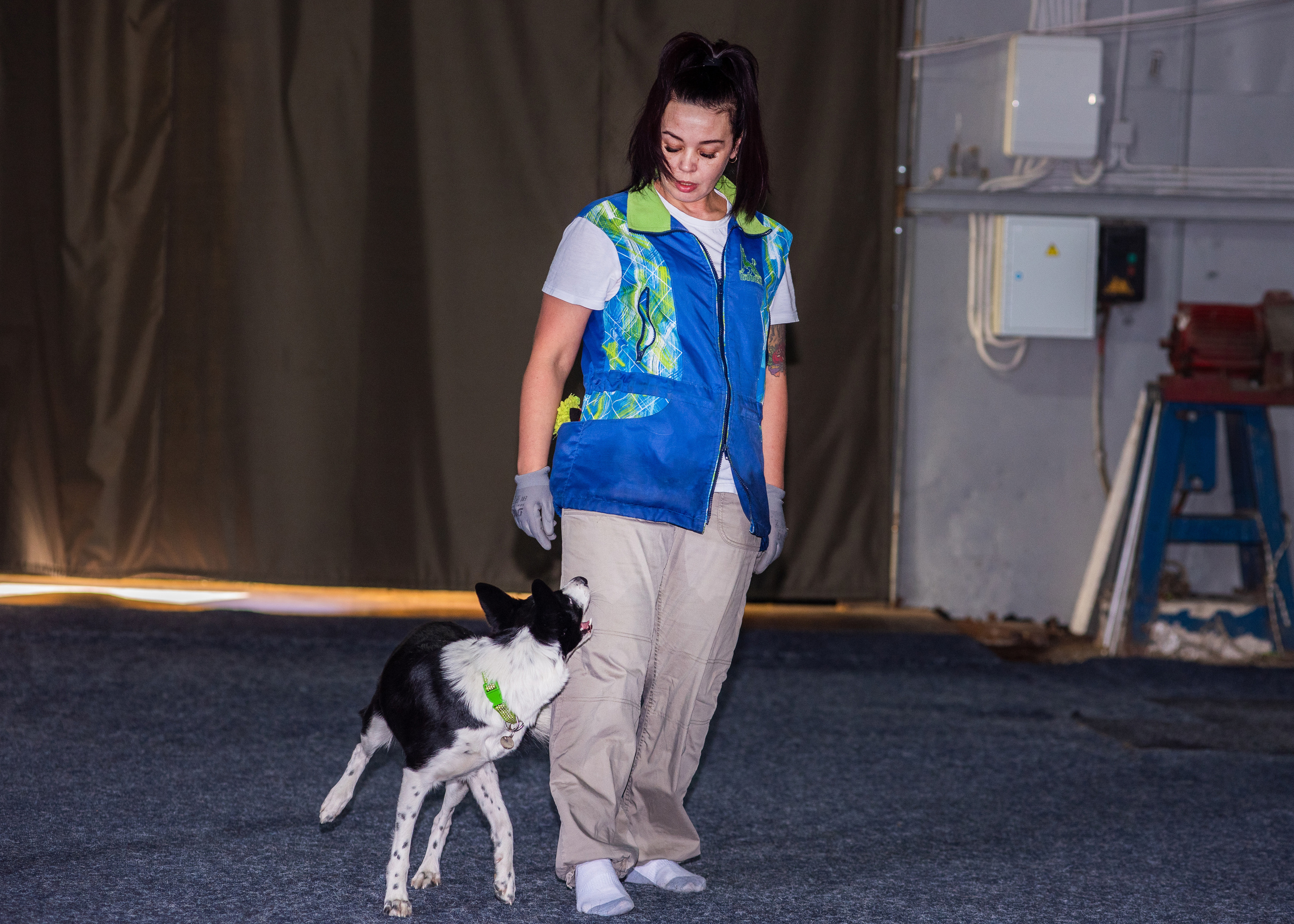 Танцы с собаками!. Дог-фотограф в Тюмени Александра Королева