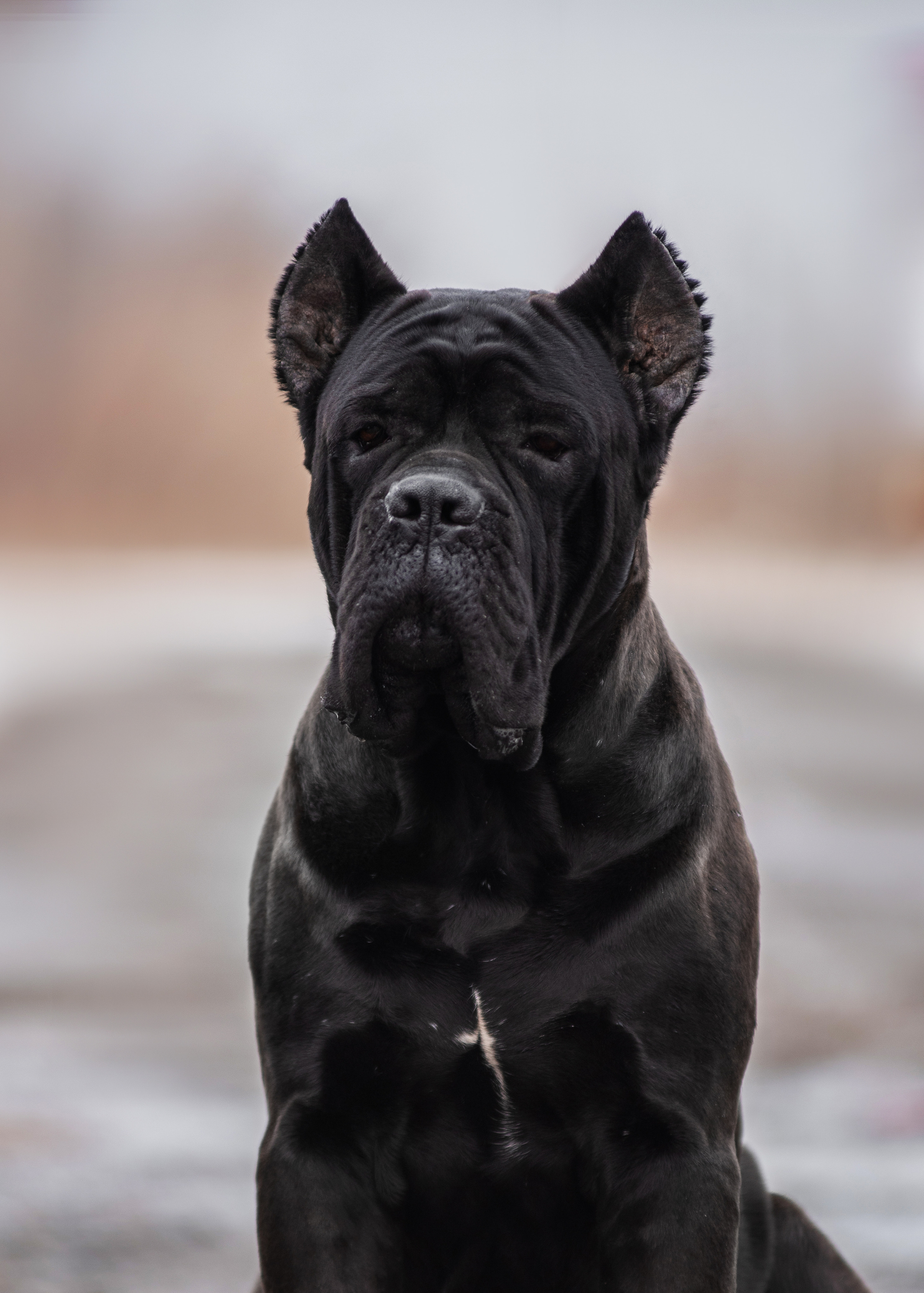 Кане корсо. Дог-фотограф в Тюмени Александра Королева