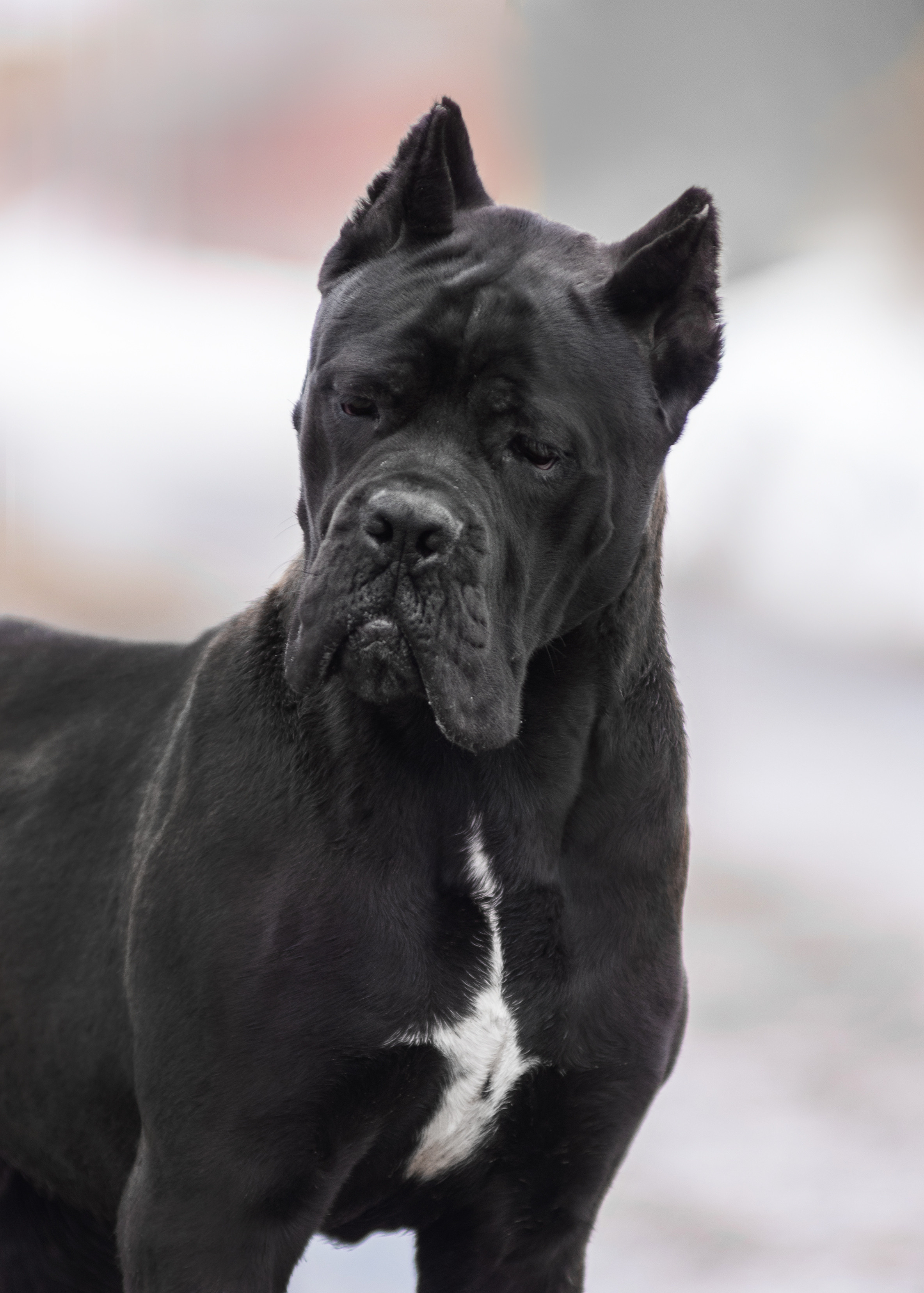 Кане корсо. Дог-фотограф в Тюмени Александра Королева