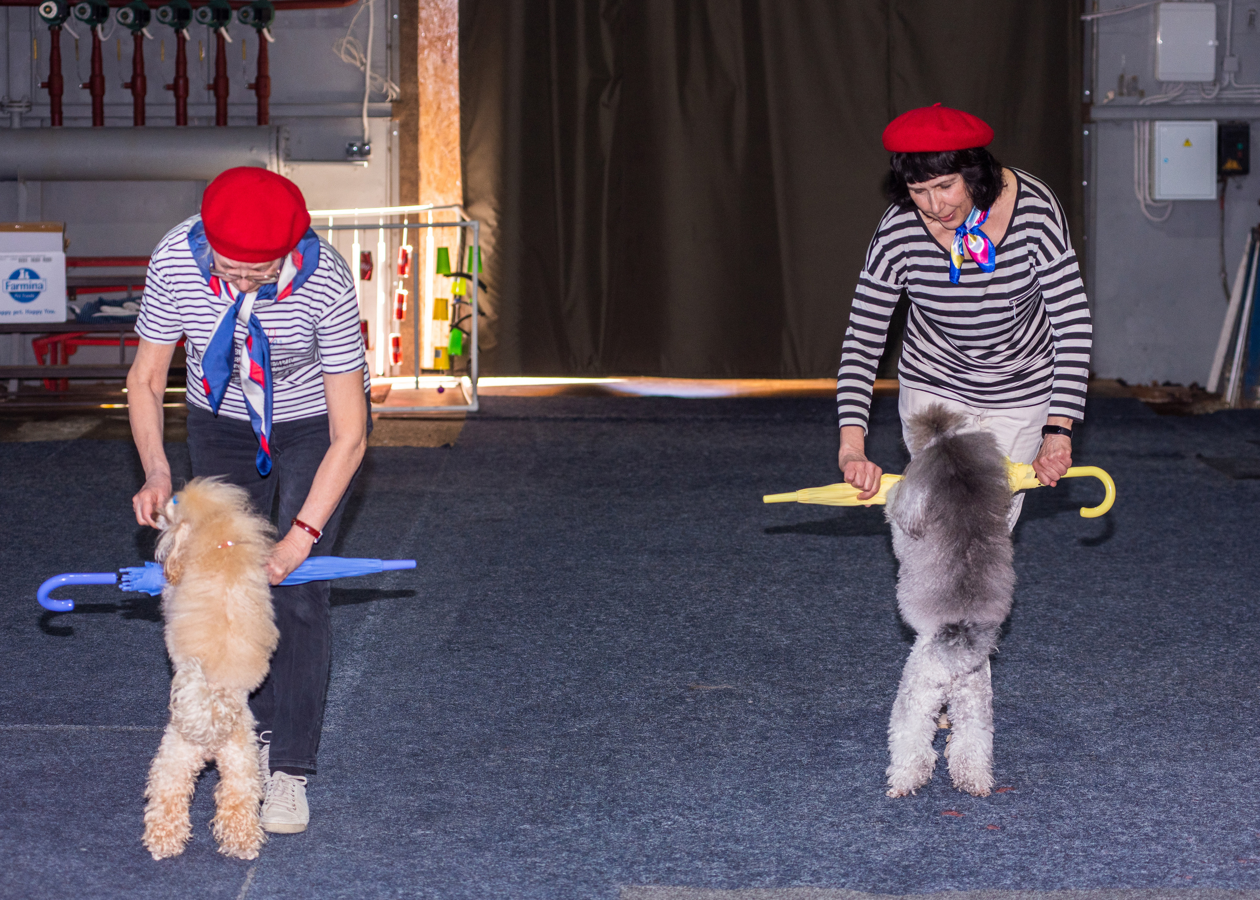 Танцы с собаками!. Дог-фотограф в Тюмени Александра Королева