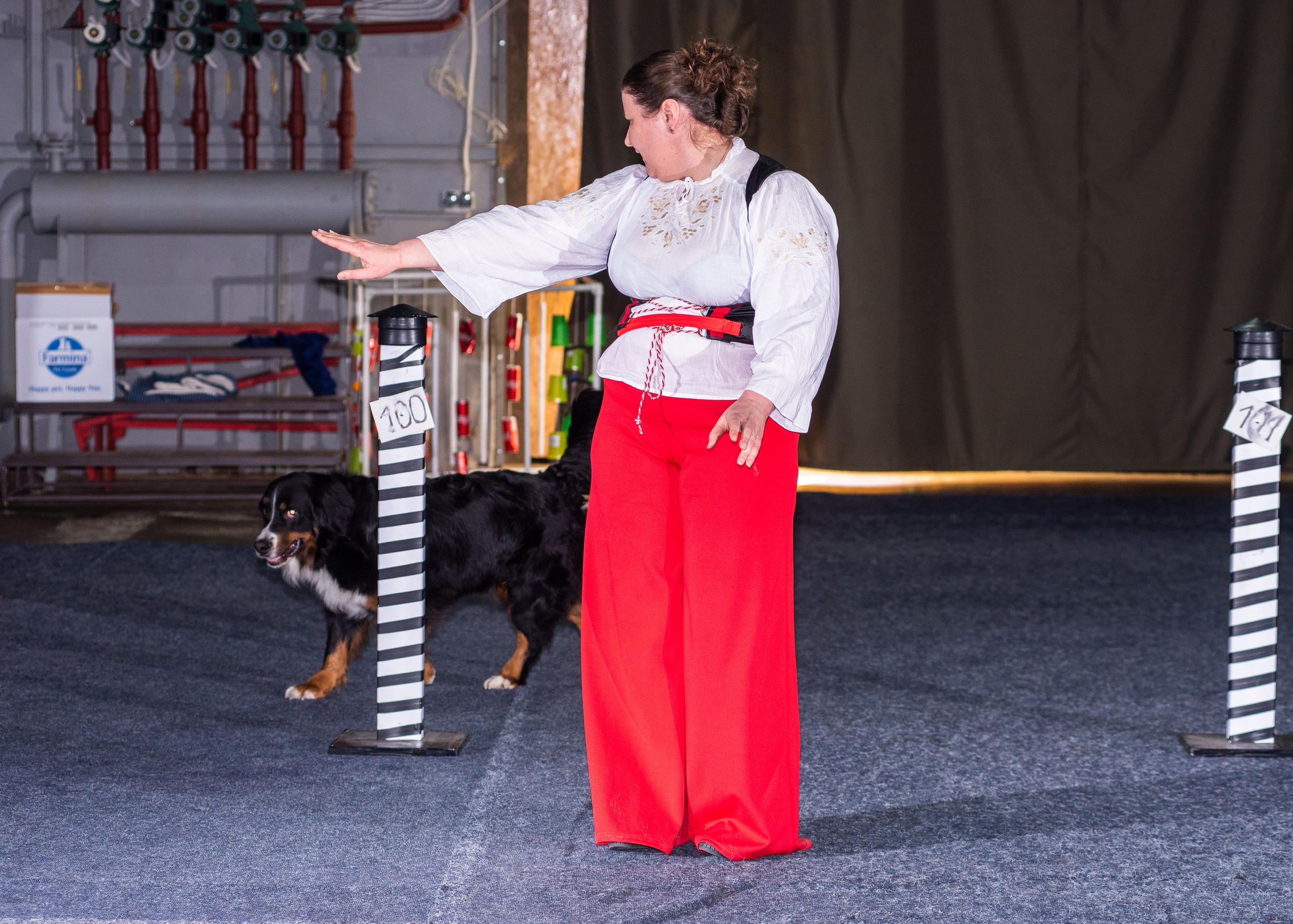 Танцы с собаками!. Дог-фотограф в Тюмени Александра Королева