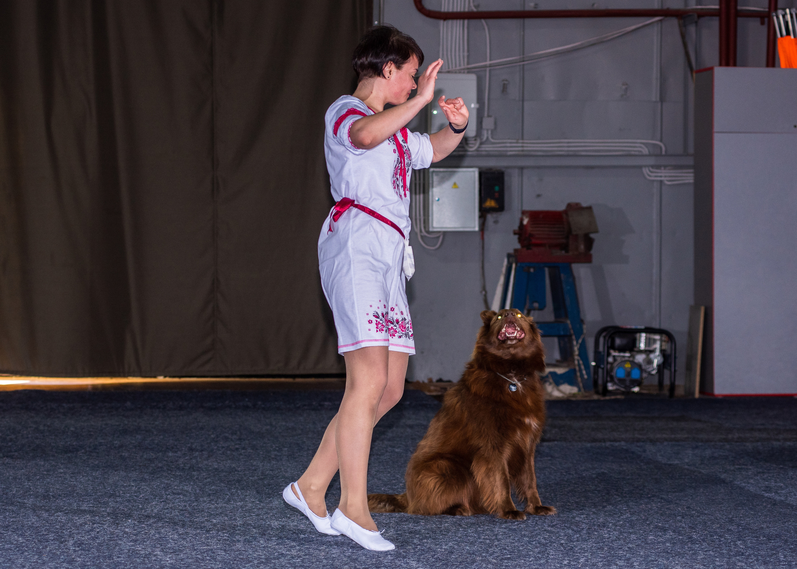 Танцы с собаками!. Дог-фотограф в Тюмени Александра Королева