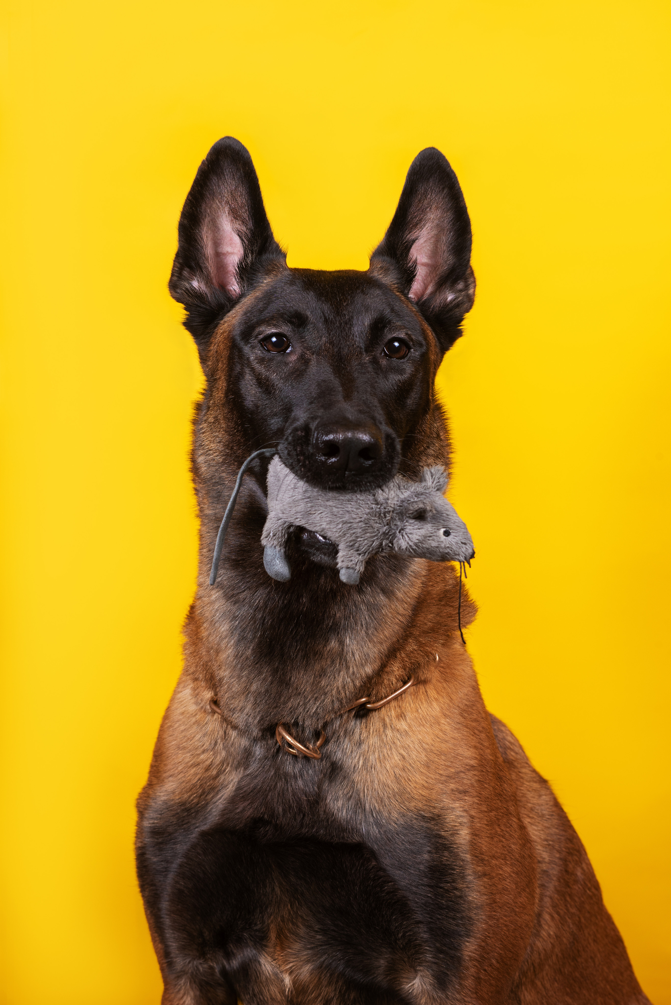 Модная малинуа. Дог-фотограф в Тюмени Александра Королева