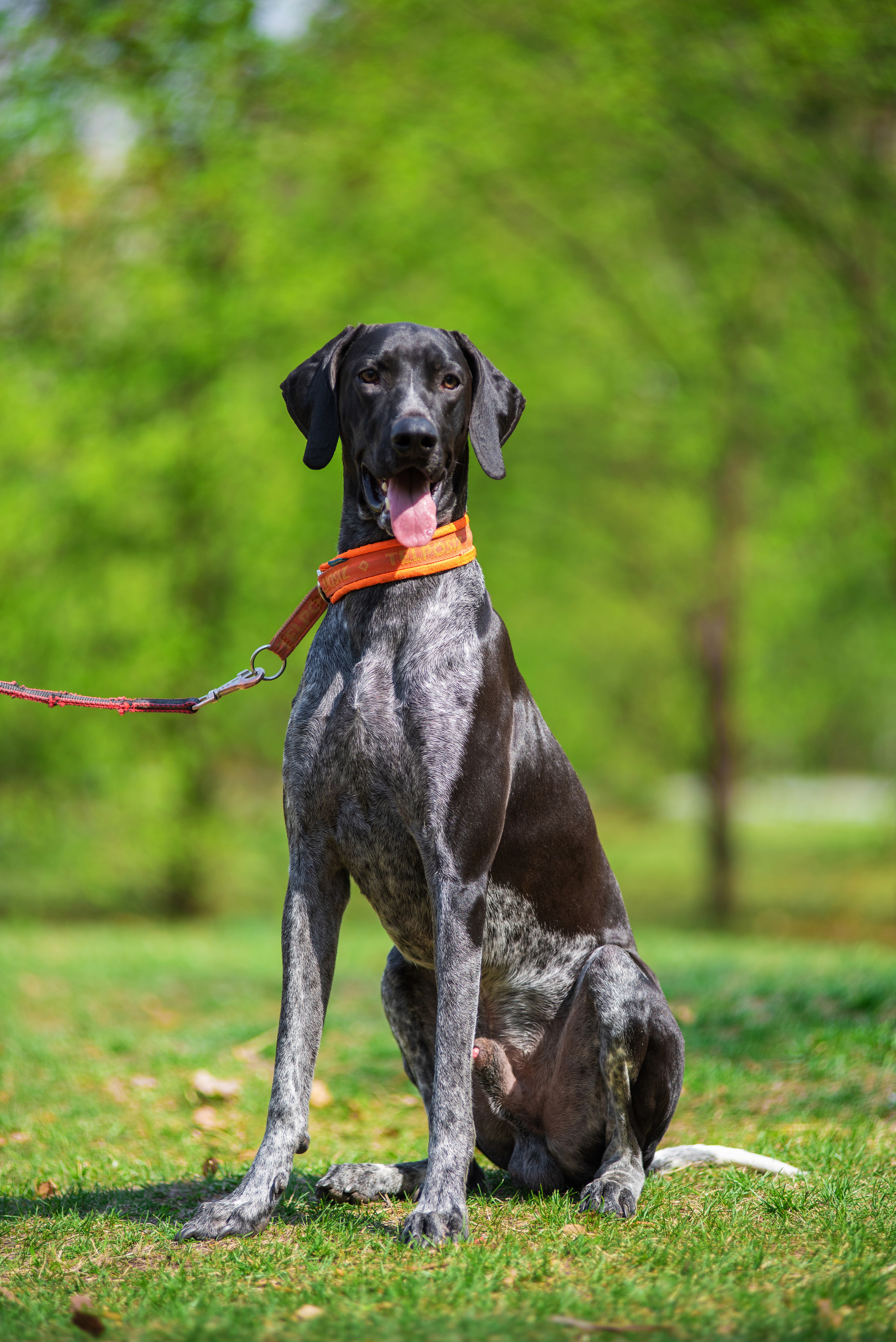 Летние пятнистые весельчаки). Дог-фотограф в Тюмени Александра Королева