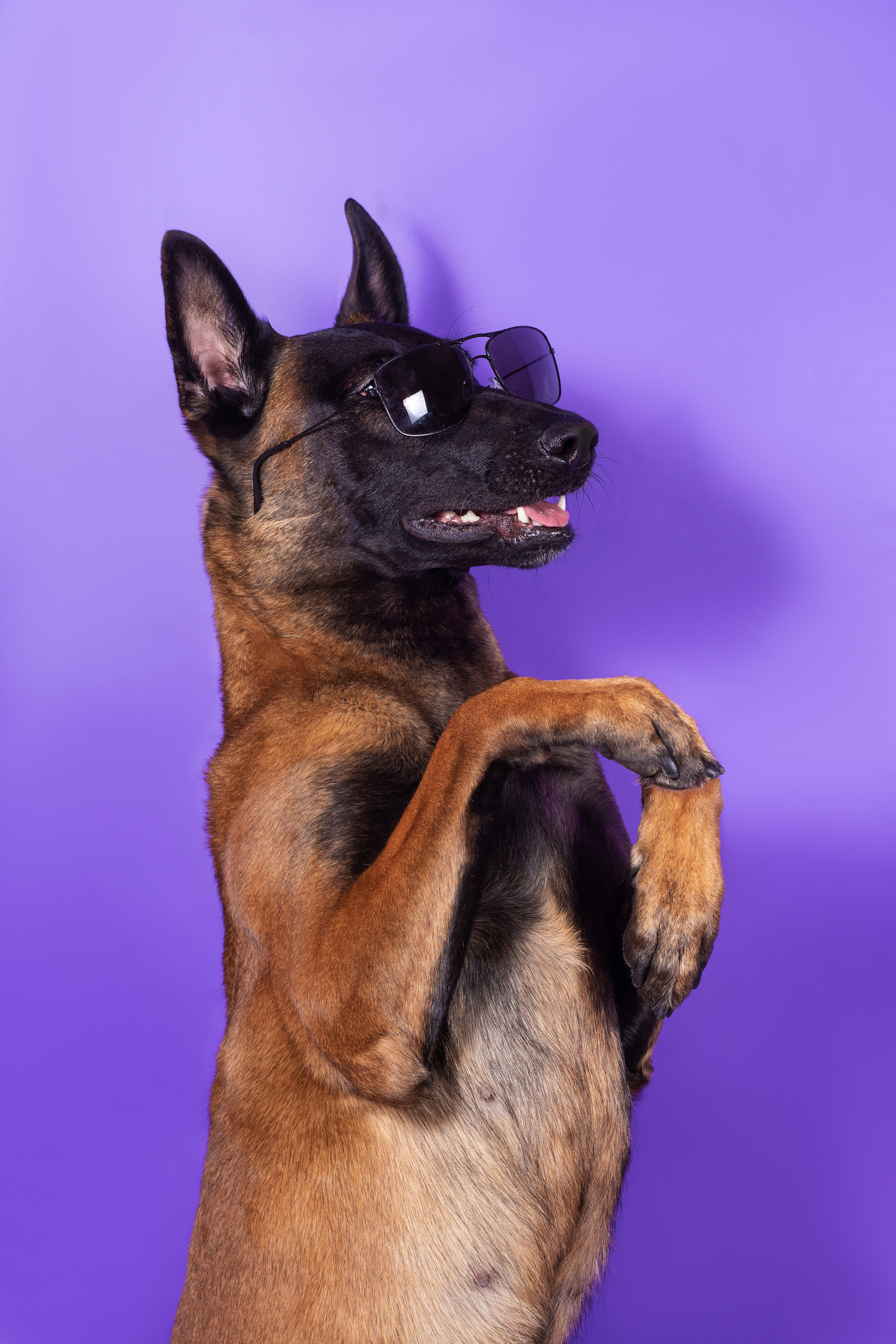 Модная малинуа. Дог-фотограф в Тюмени Александра Королева