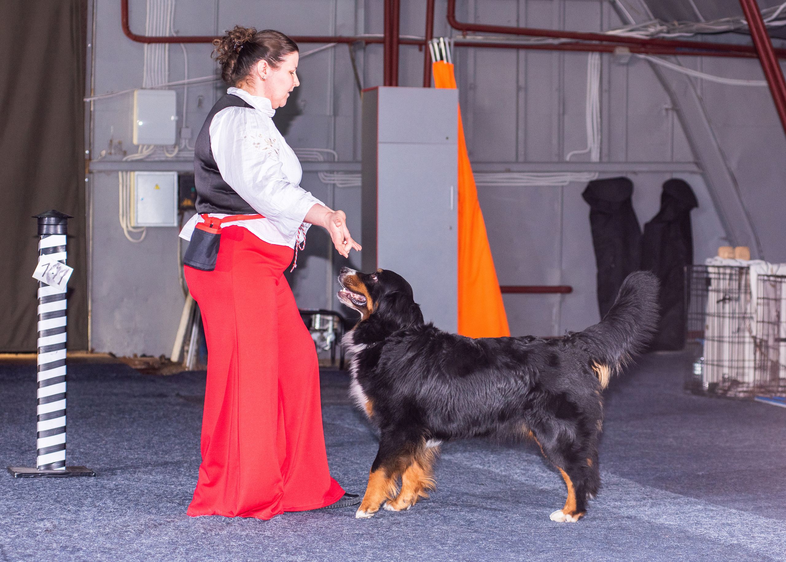 Танцы с собаками!. Дог-фотограф в Тюмени Александра Королева