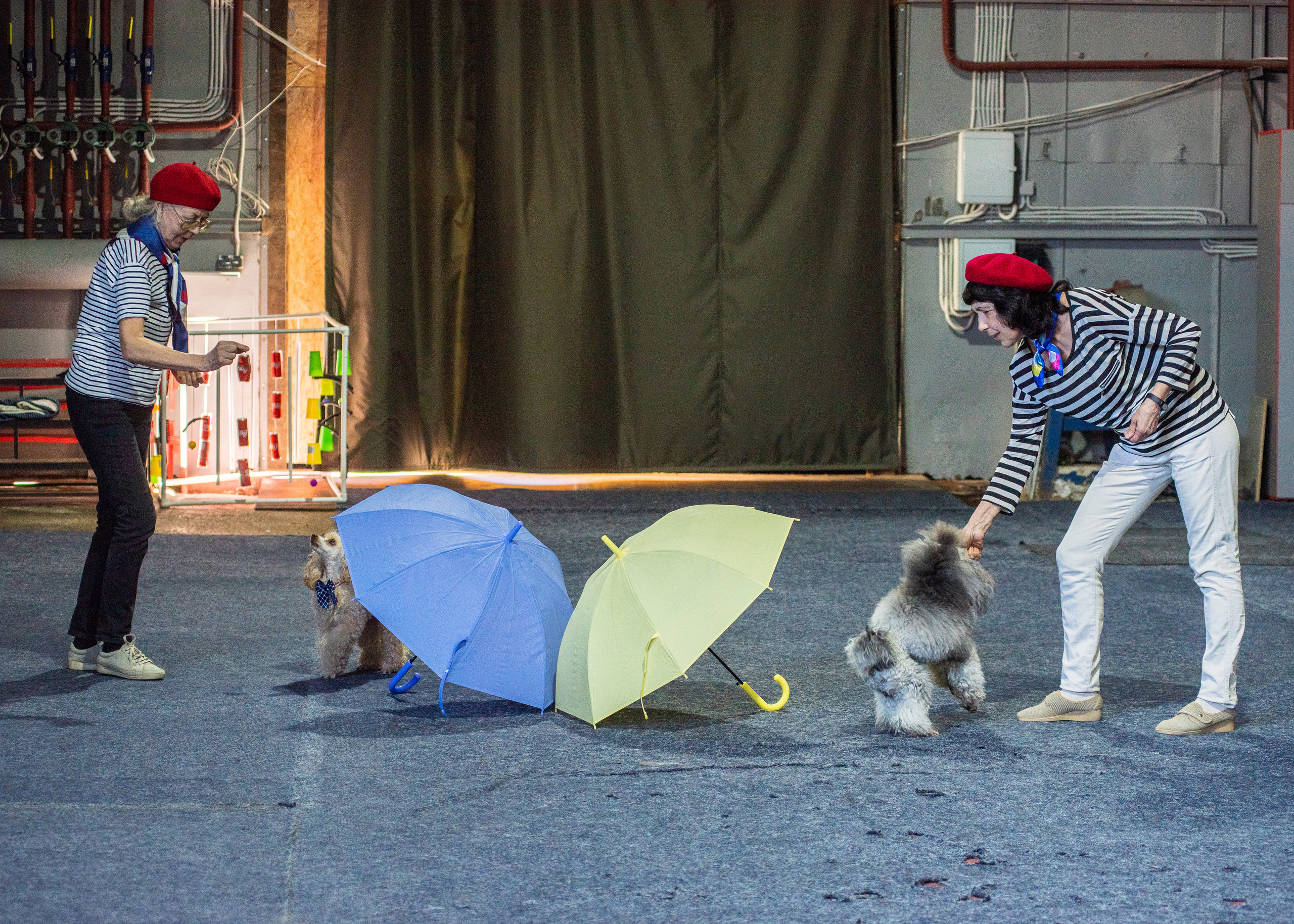 Танцы с собаками!. Дог-фотограф в Тюмени Александра Королева