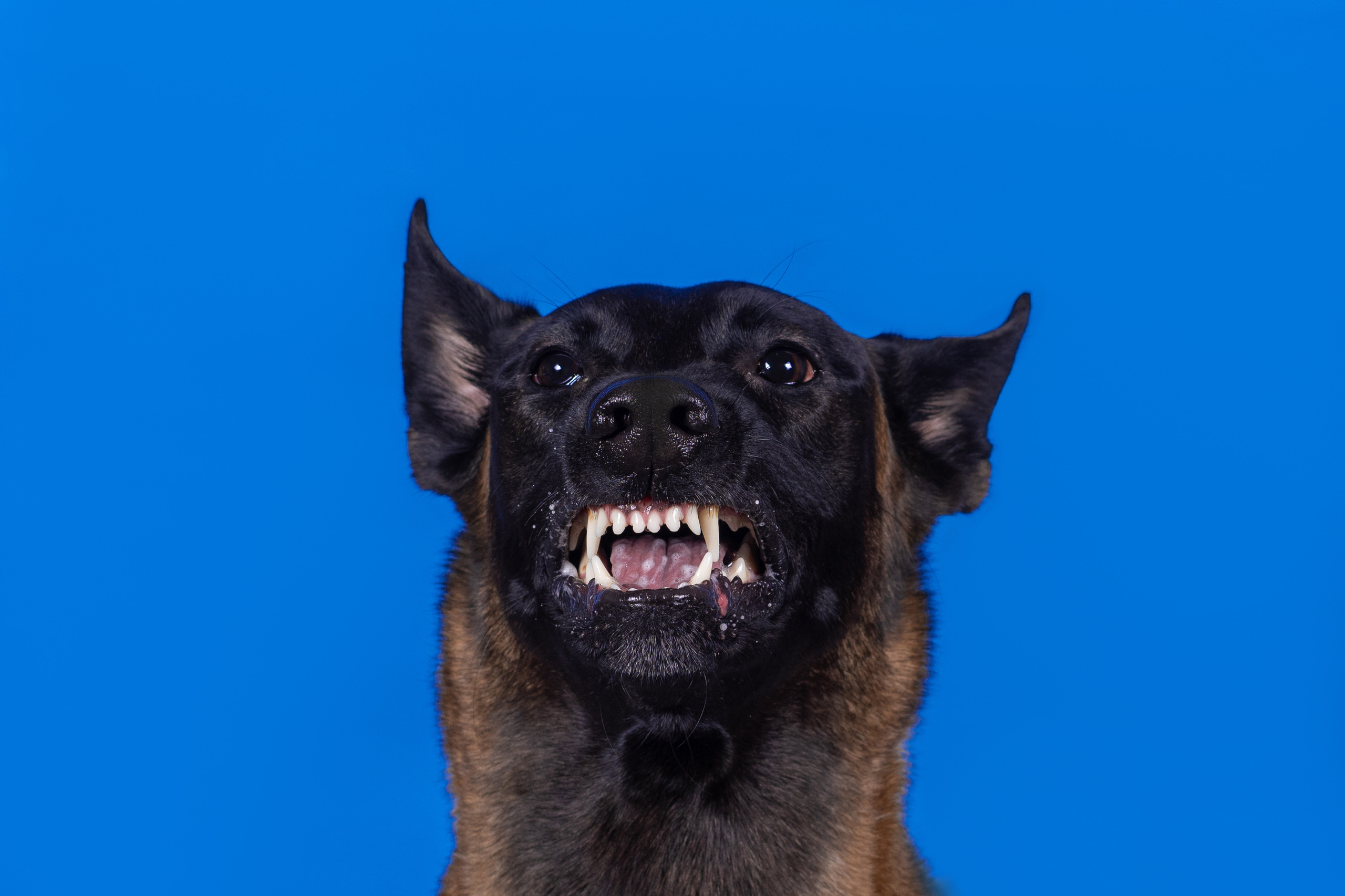 Модная малинуа. Дог-фотограф в Тюмени Александра Королева