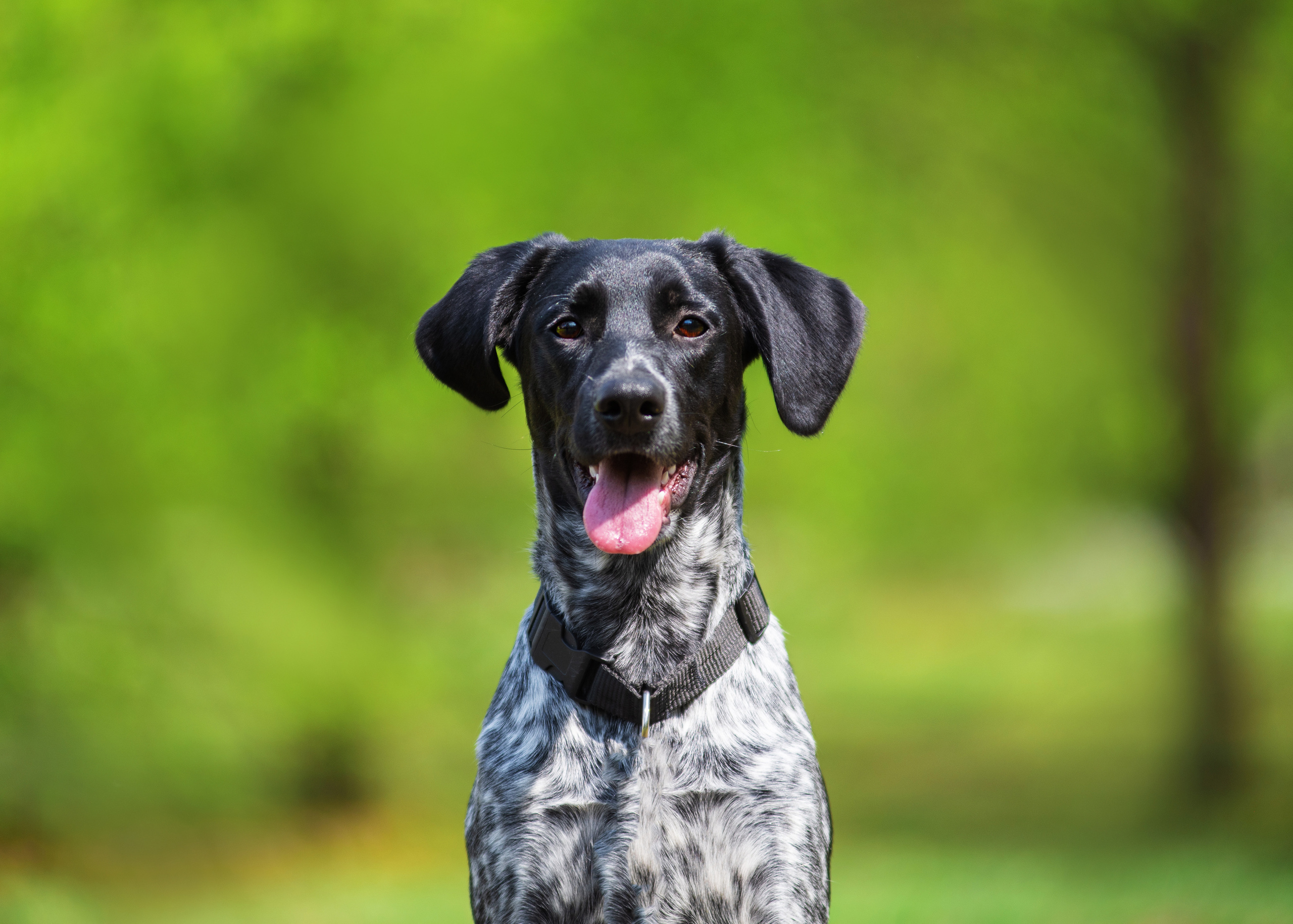 Летние пятнистые весельчаки). Дог-фотограф в Тюмени Александра Королева