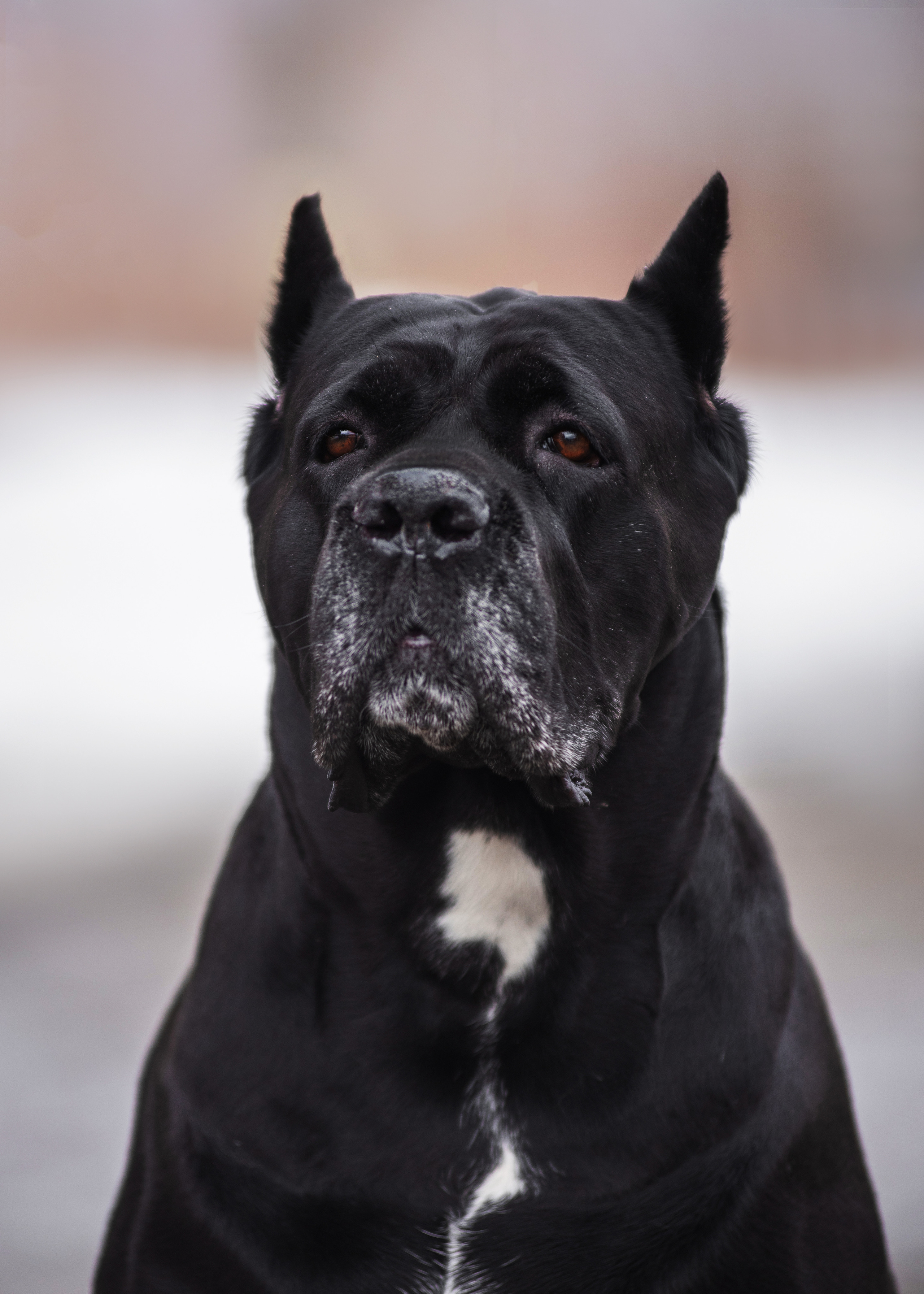 Кане корсо. Дог-фотограф в Тюмени Александра Королева