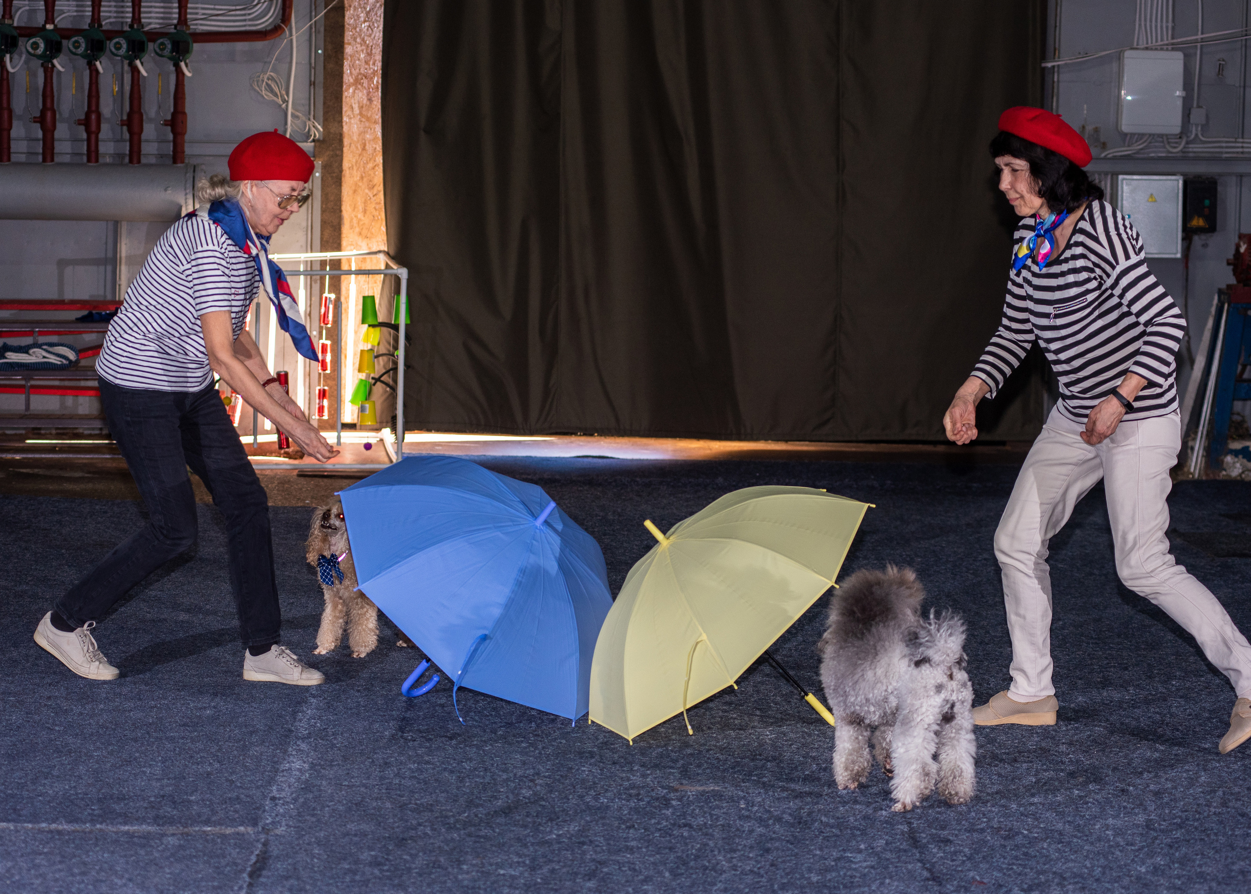 Танцы с собаками!. Дог-фотограф в Тюмени Александра Королева