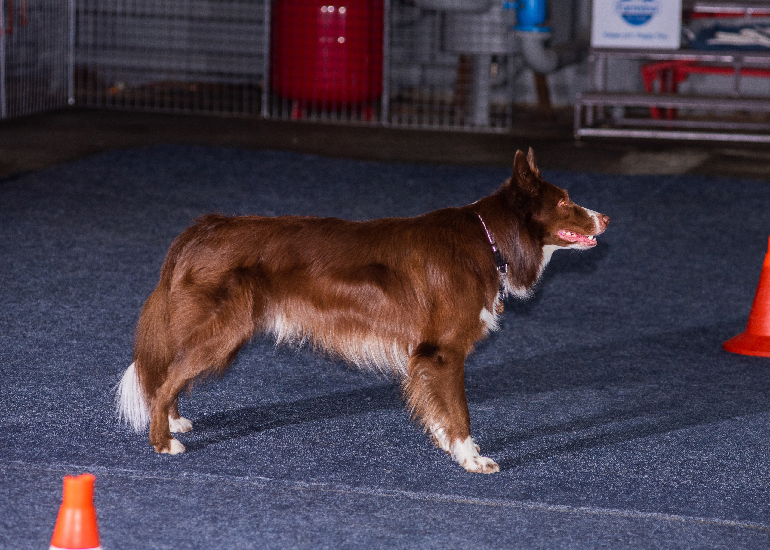 Танцы с собаками!. Дог-фотограф в Тюмени Александра Королева