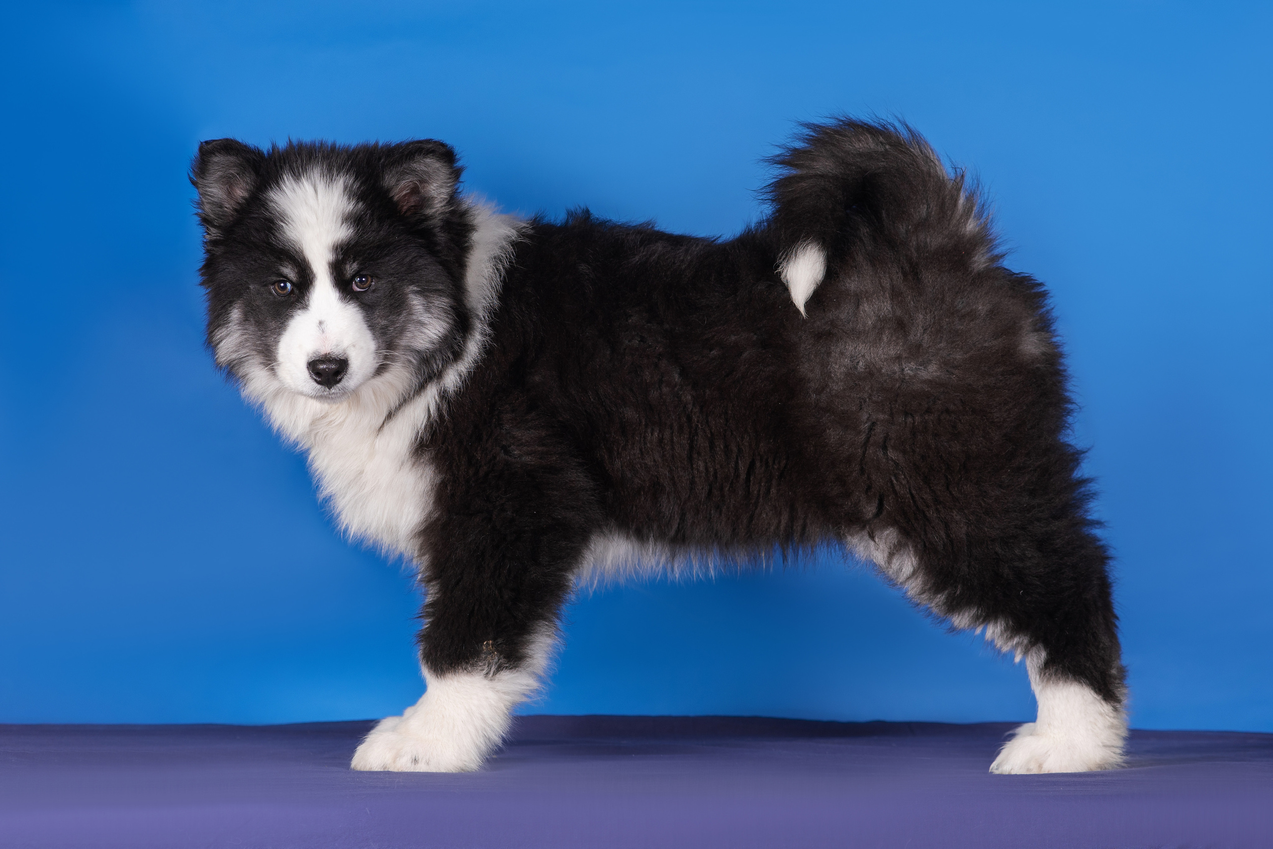 Якутята. Дог-фотограф в Тюмени Александра Королева