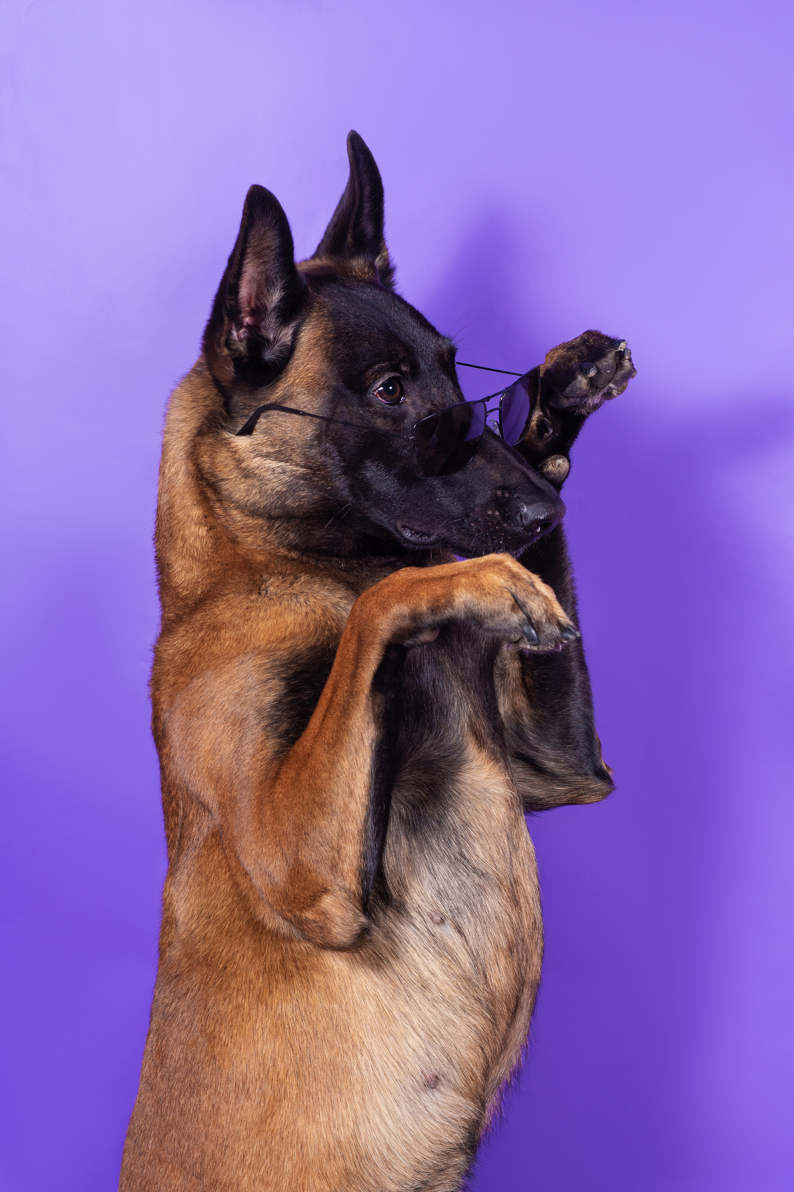 Модная малинуа. Дог-фотограф в Тюмени Александра Королева