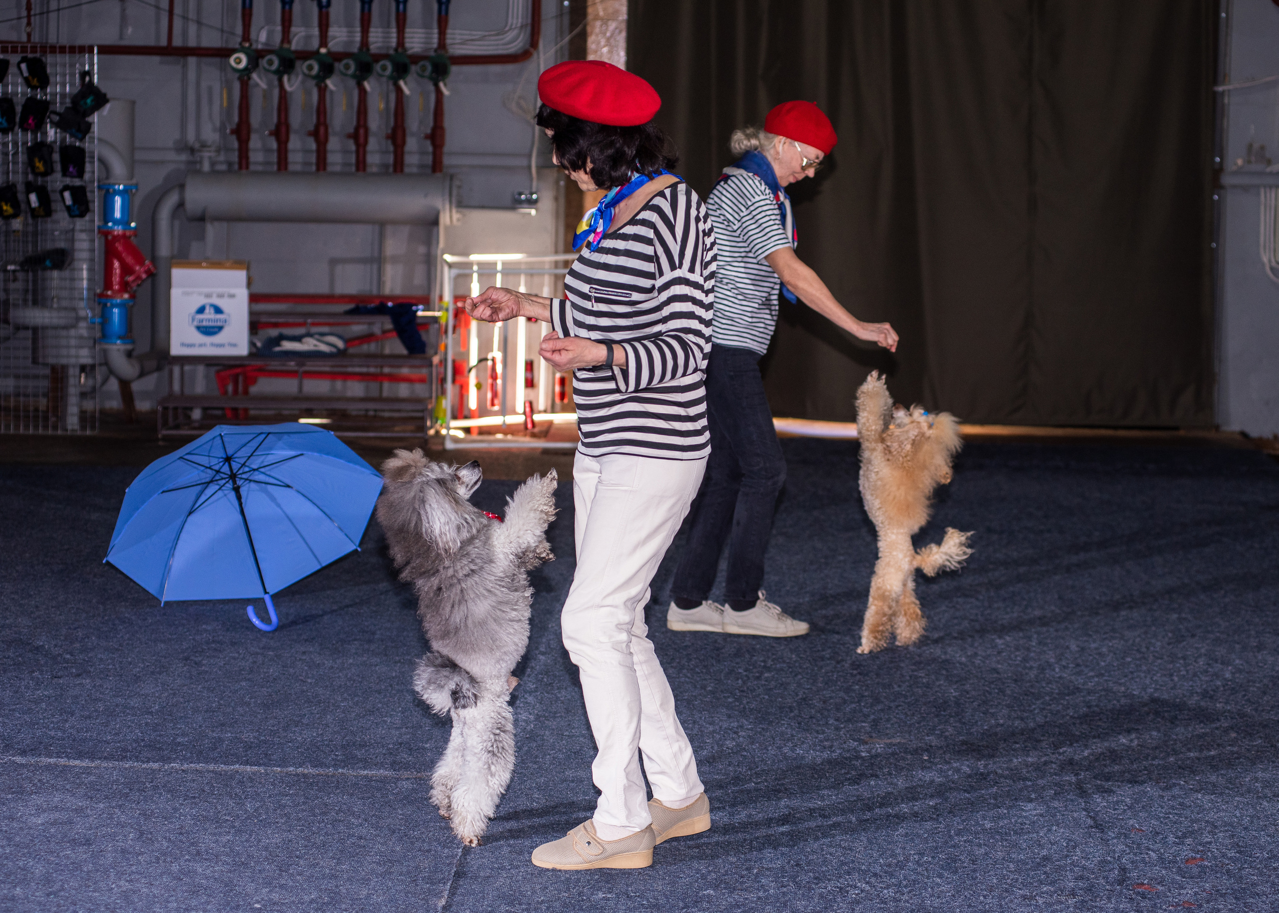 Танцы с собаками!. Дог-фотограф в Тюмени Александра Королева