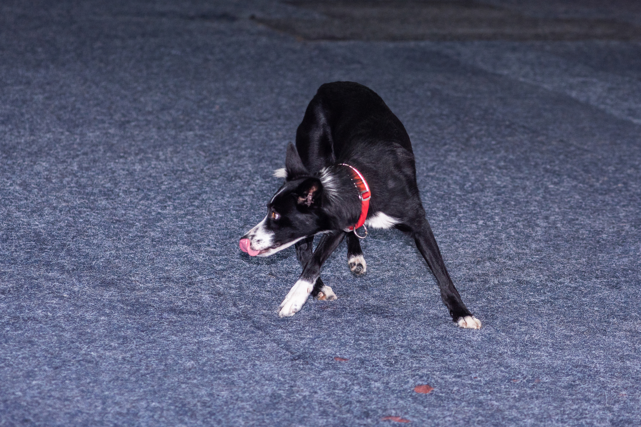 Танцы с собаками!. Дог-фотограф в Тюмени Александра Королева
