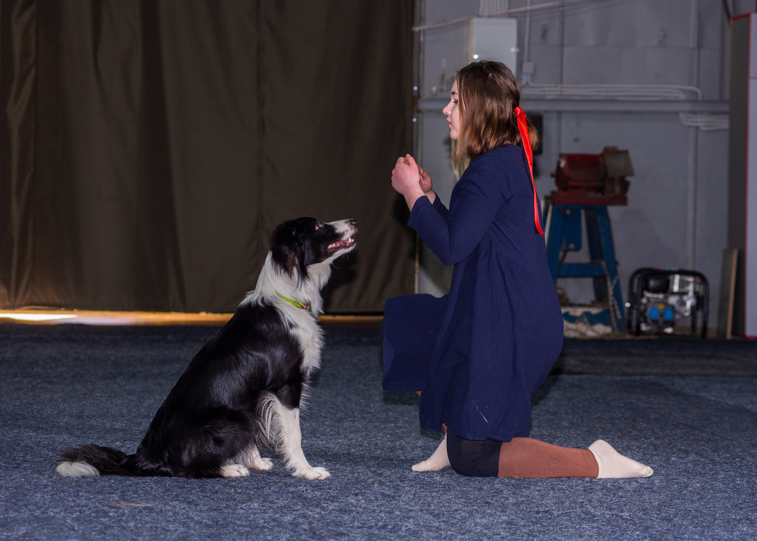 Танцы с собаками!. Дог-фотограф в Тюмени Александра Королева