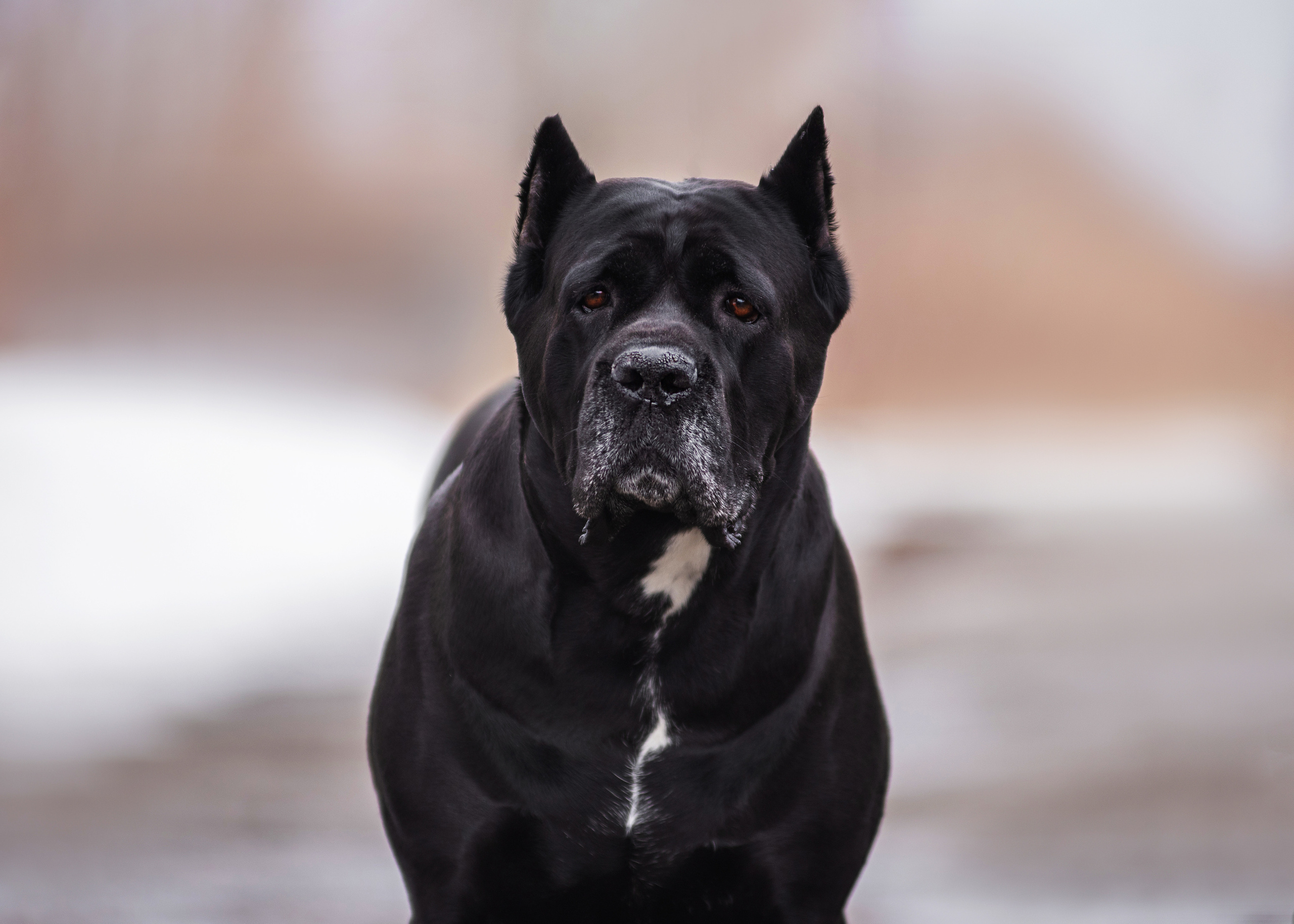 Кане корсо. Дог-фотограф в Тюмени Александра Королева