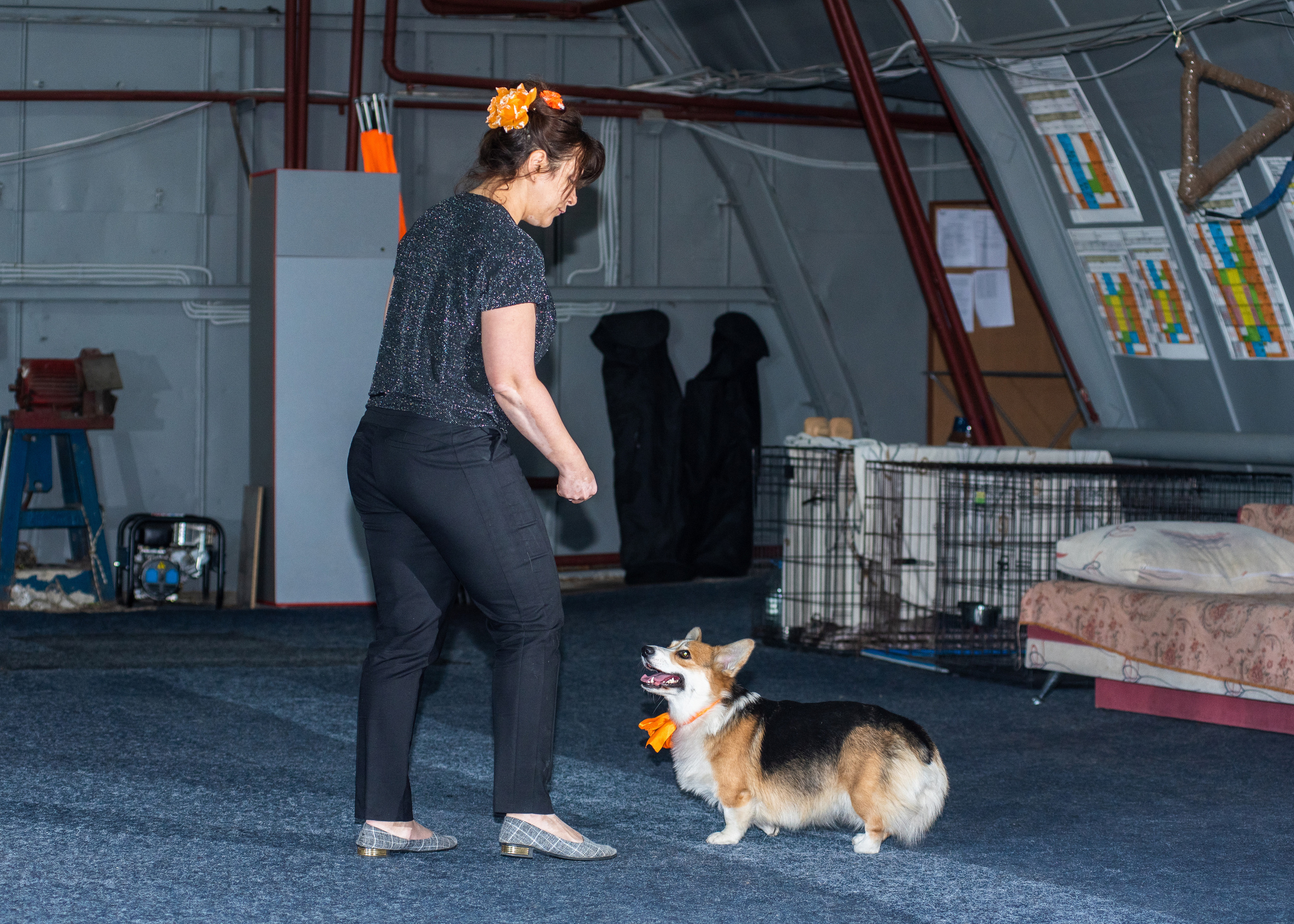 Танцы с собаками!. Дог-фотограф в Тюмени Александра Королева