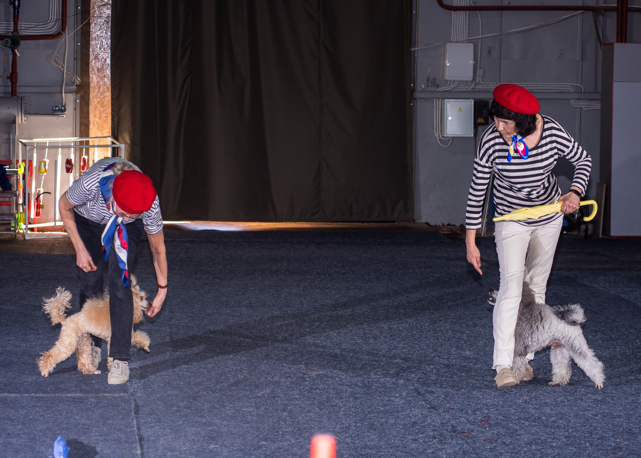 Танцы с собаками!. Дог-фотограф в Тюмени Александра Королева