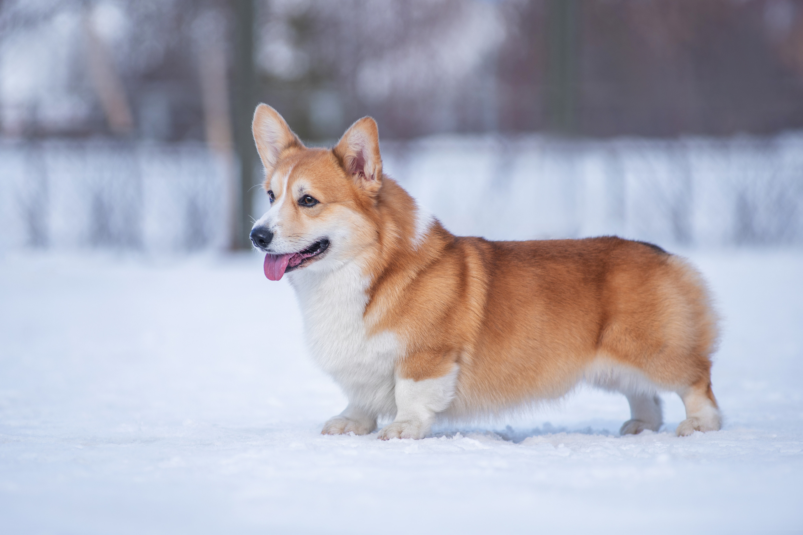 Коржик. Дог-фотограф в Тюмени Александра Королева