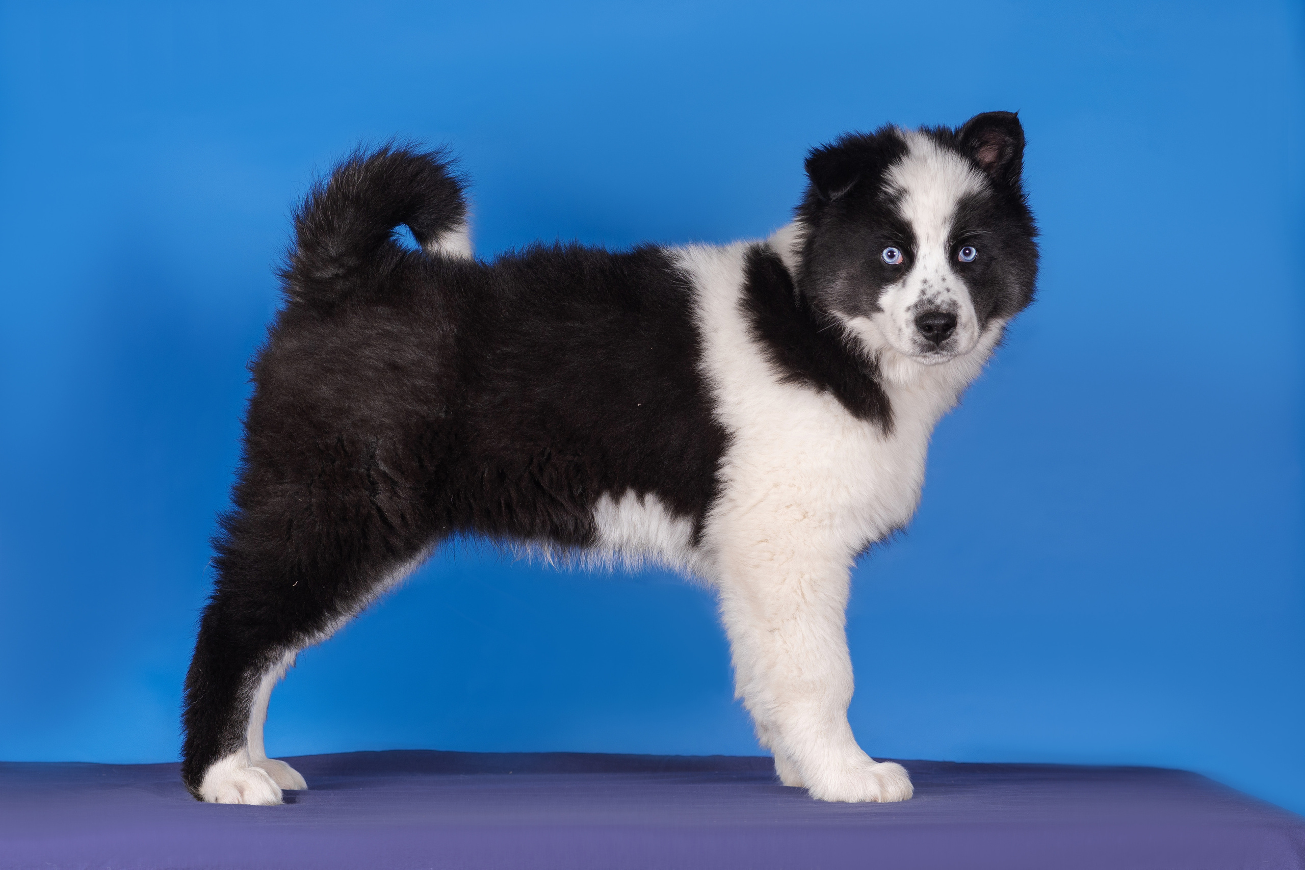 Якутята. Дог-фотограф в Тюмени Александра Королева