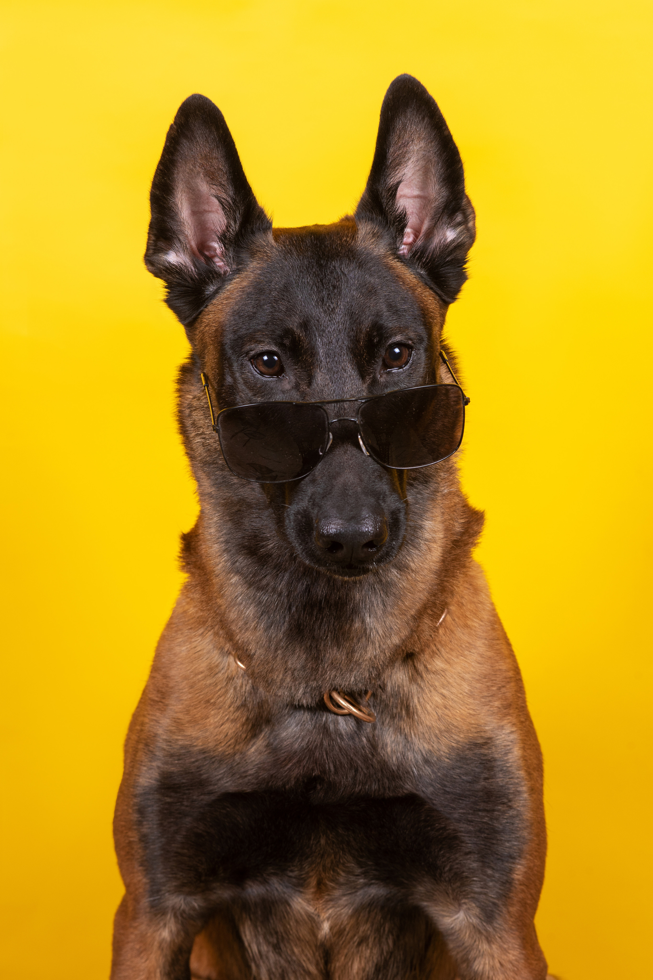 Модная малинуа. Дог-фотограф в Тюмени Александра Королева