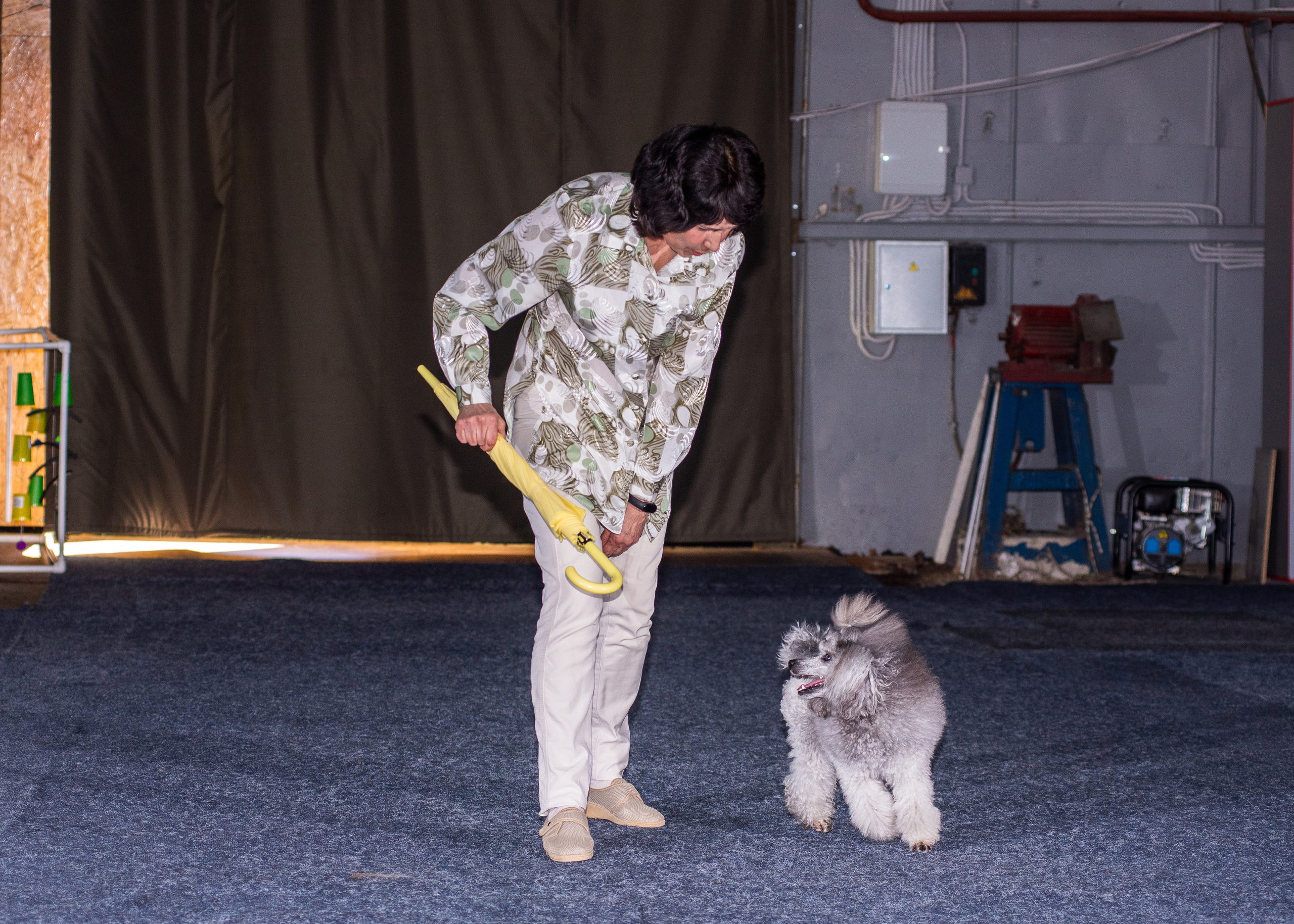 Танцы с собаками!. Дог-фотограф в Тюмени Александра Королева